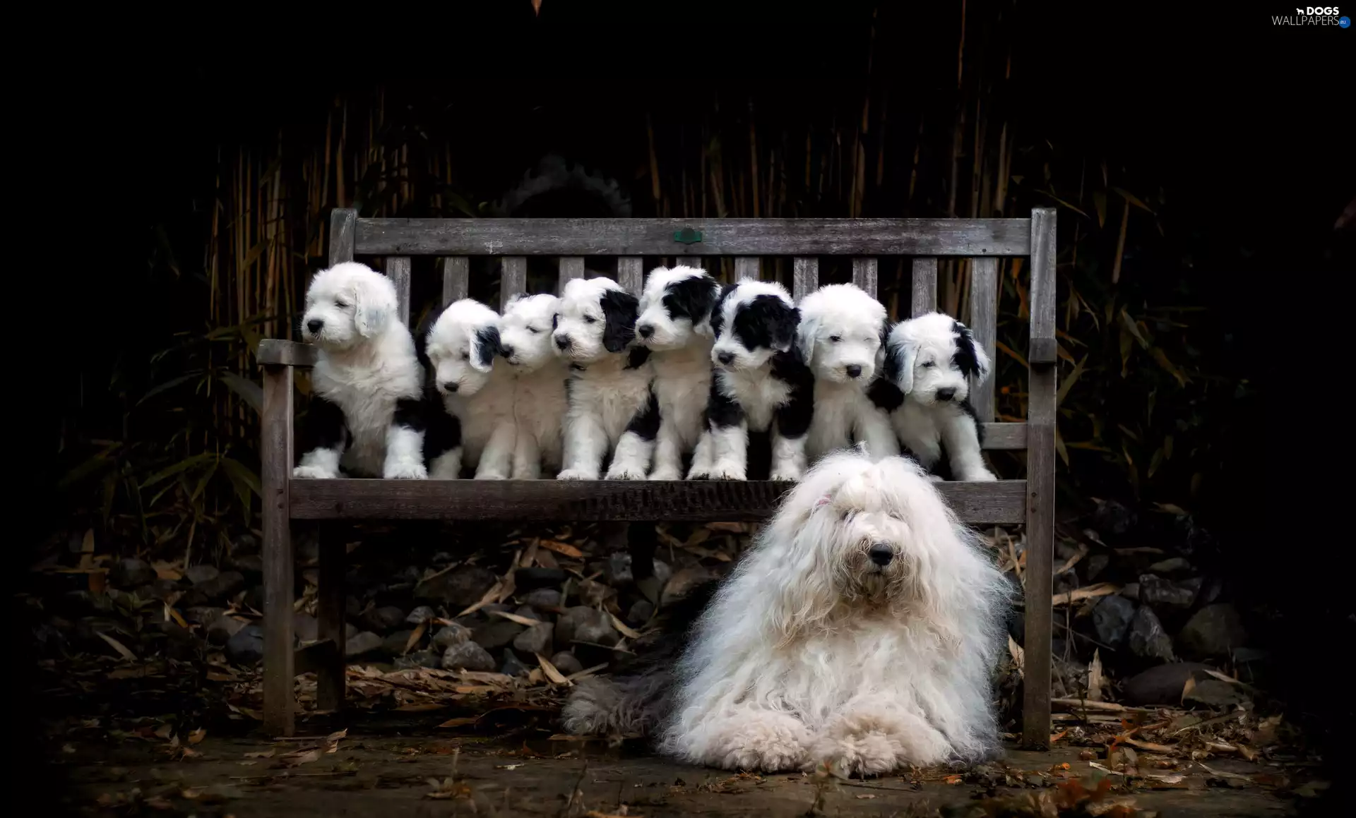 Bench, Old English Sheepdog, puppies