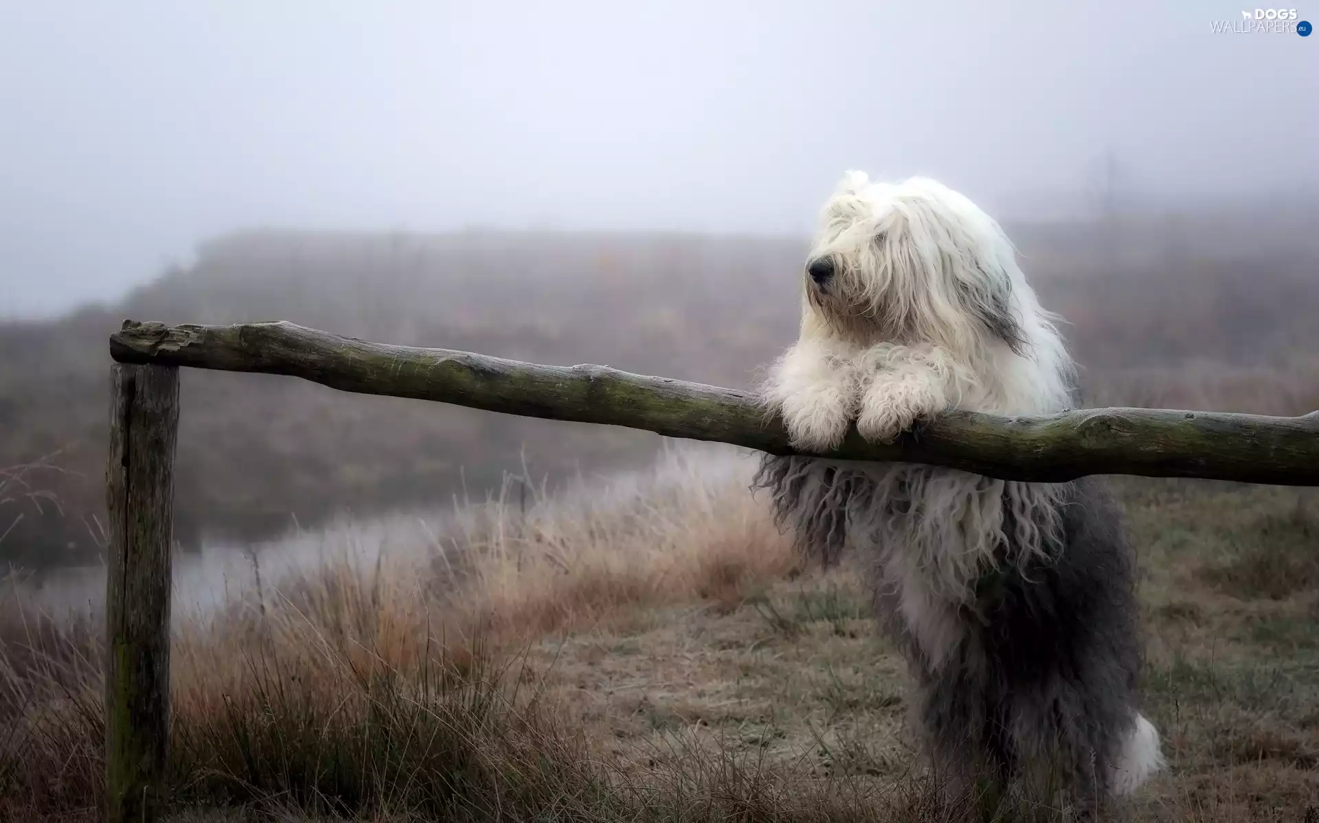Old English Sheepdog, Bobtail, car in the meadow, Fog, fence