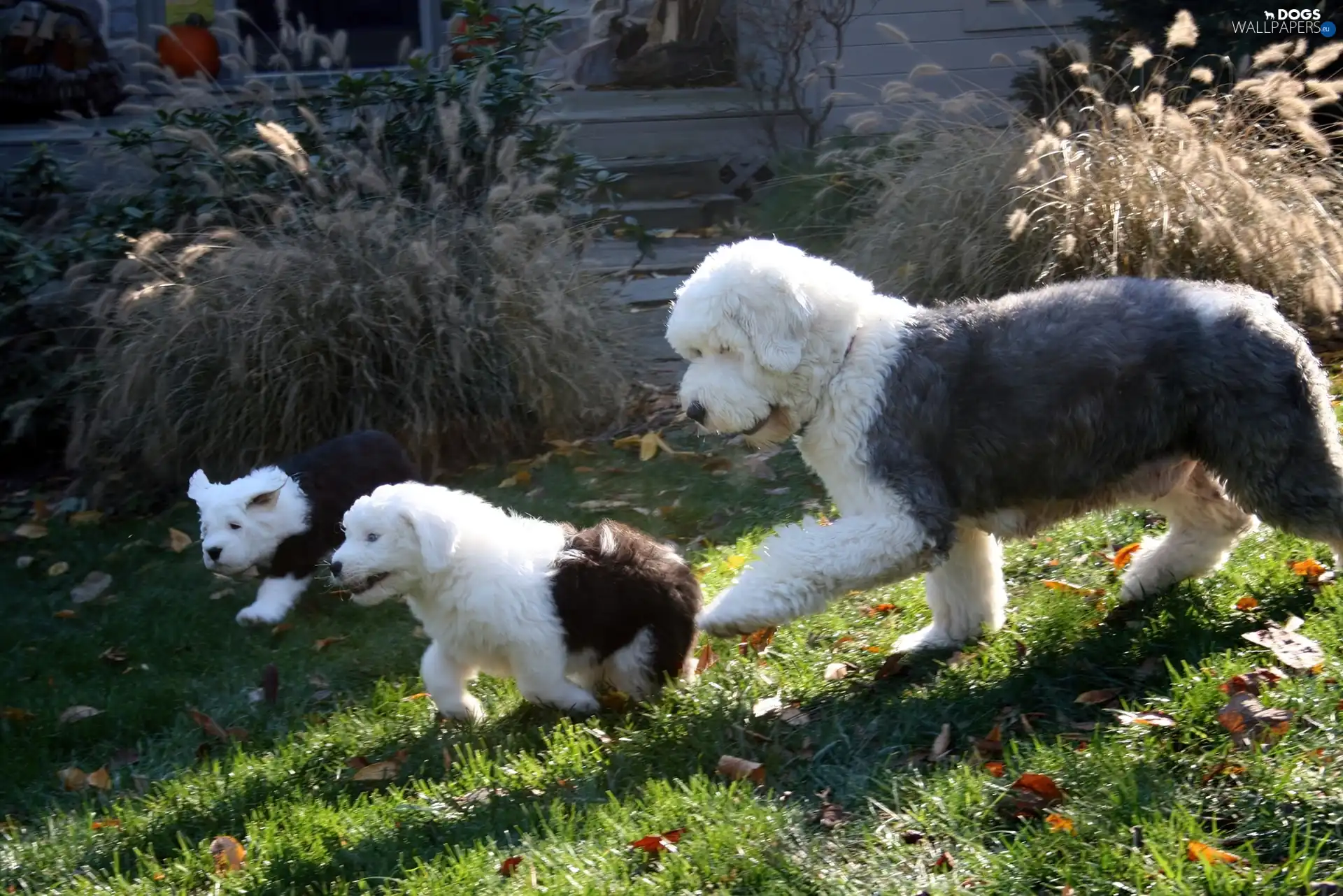 Old English Sheepdog, puppies, adult