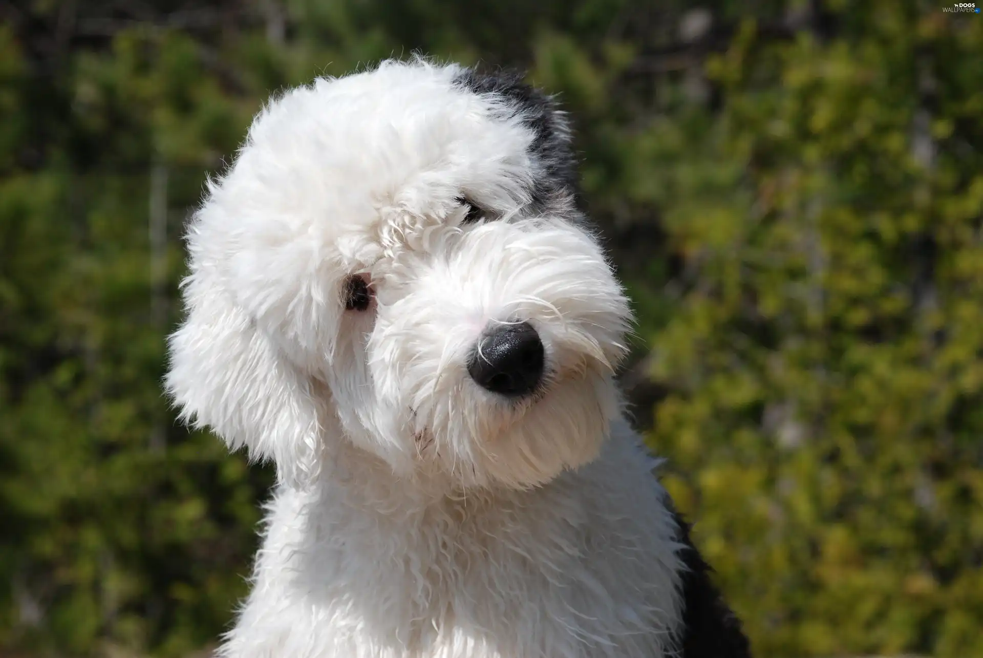 Old English Sheepdog, young