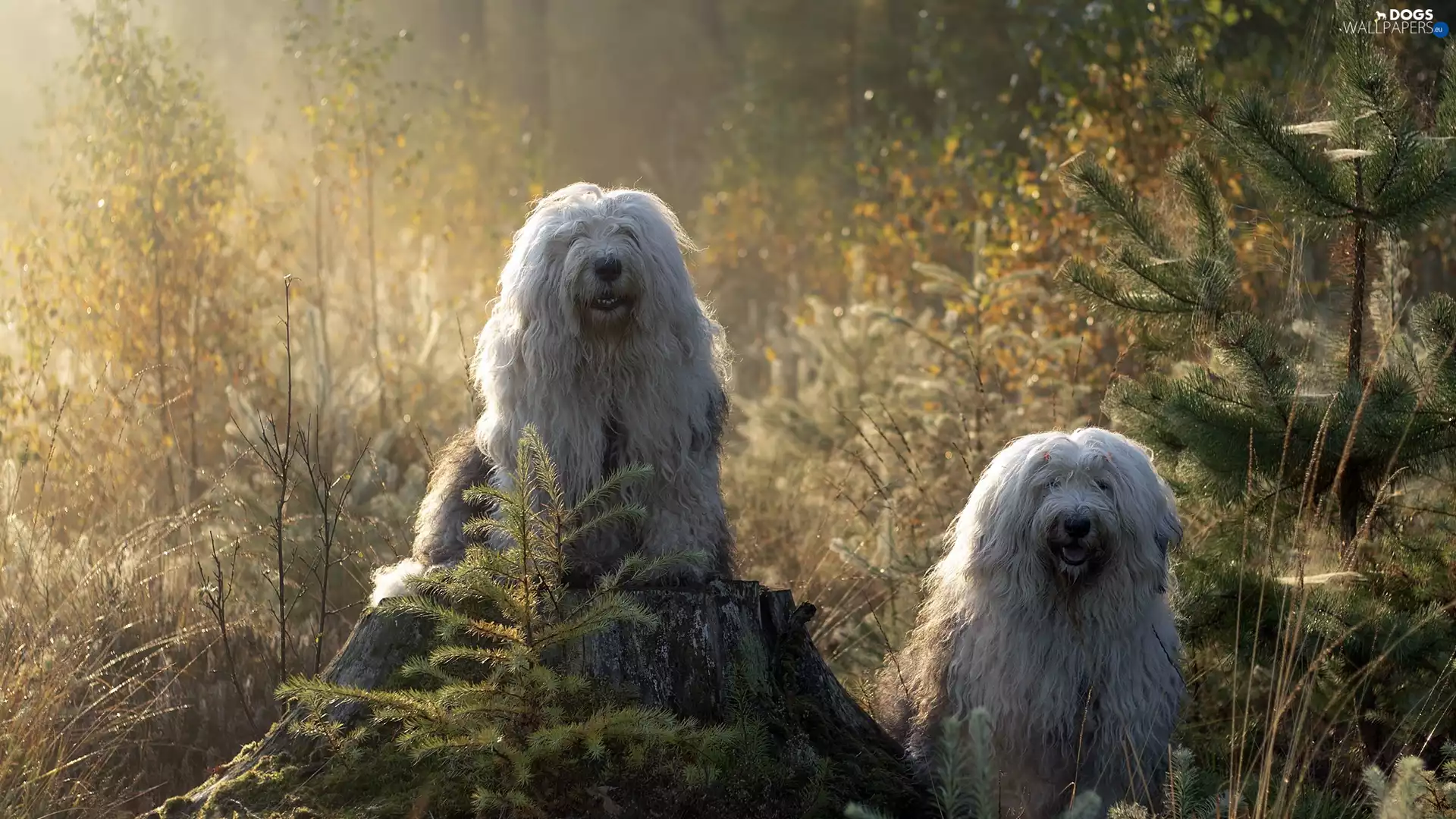 Old English Sheepdog Bobtail, Two cars, Sapling, forest, trunk, Dogs