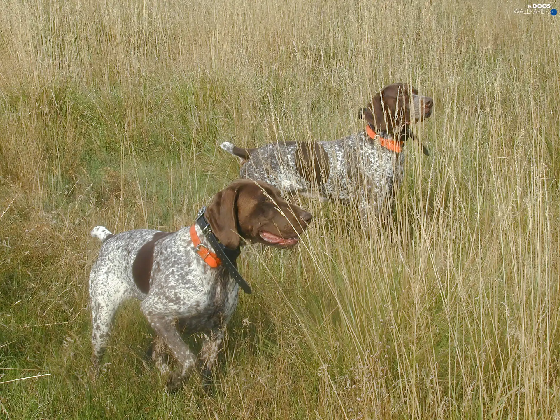 collars, Orange, Two cars, German Shorthair Pointers