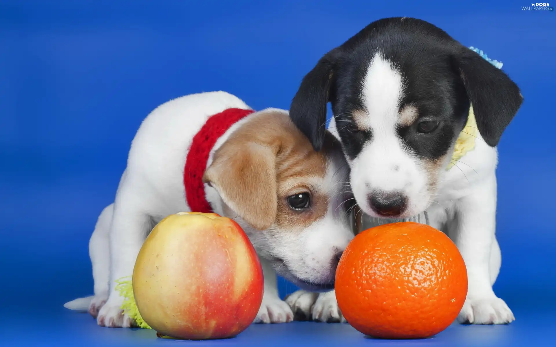 orange, Apple, Dogs, Puppies