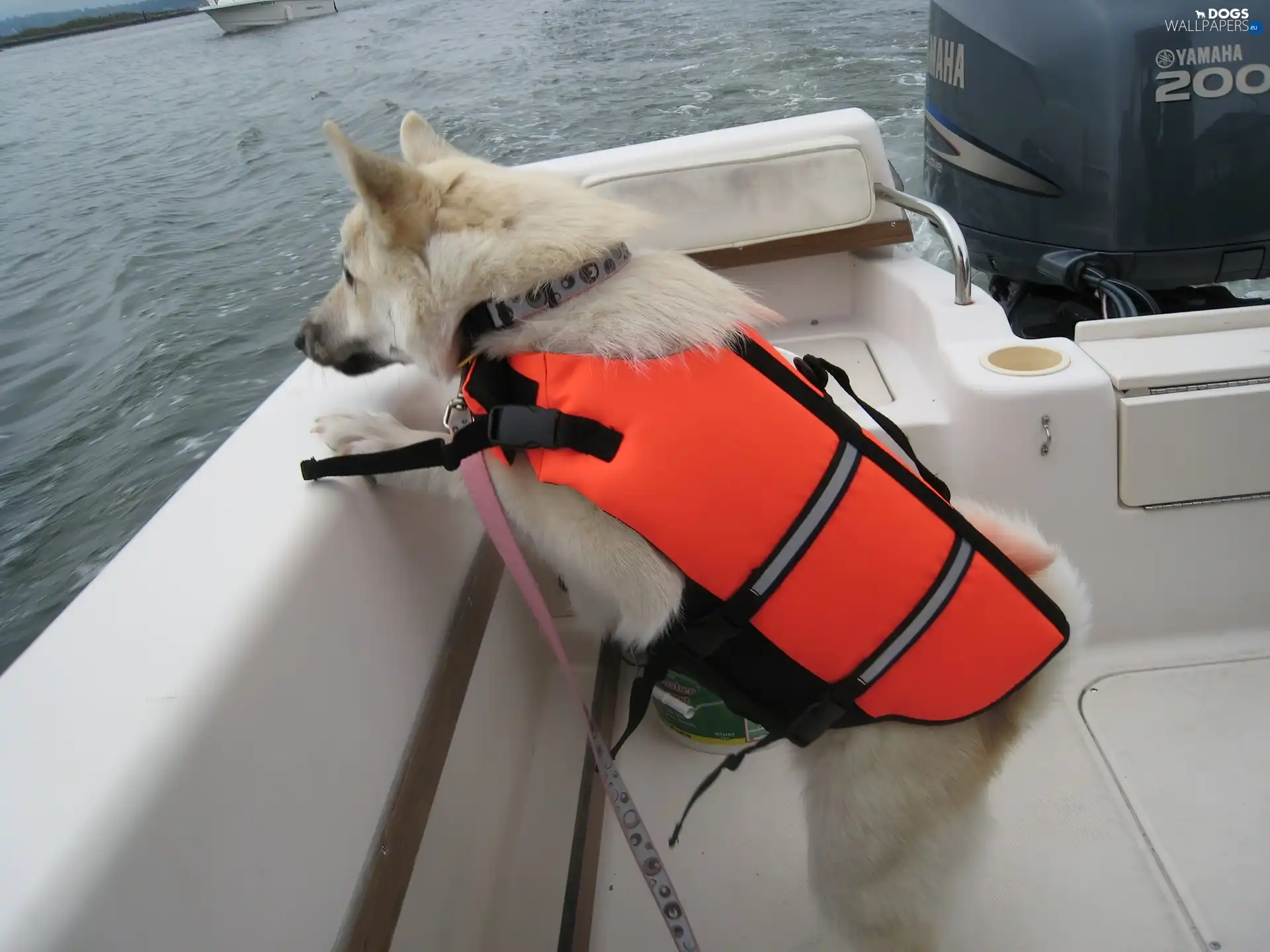 Orange, Norwegian Buhund, Norsk Buhund