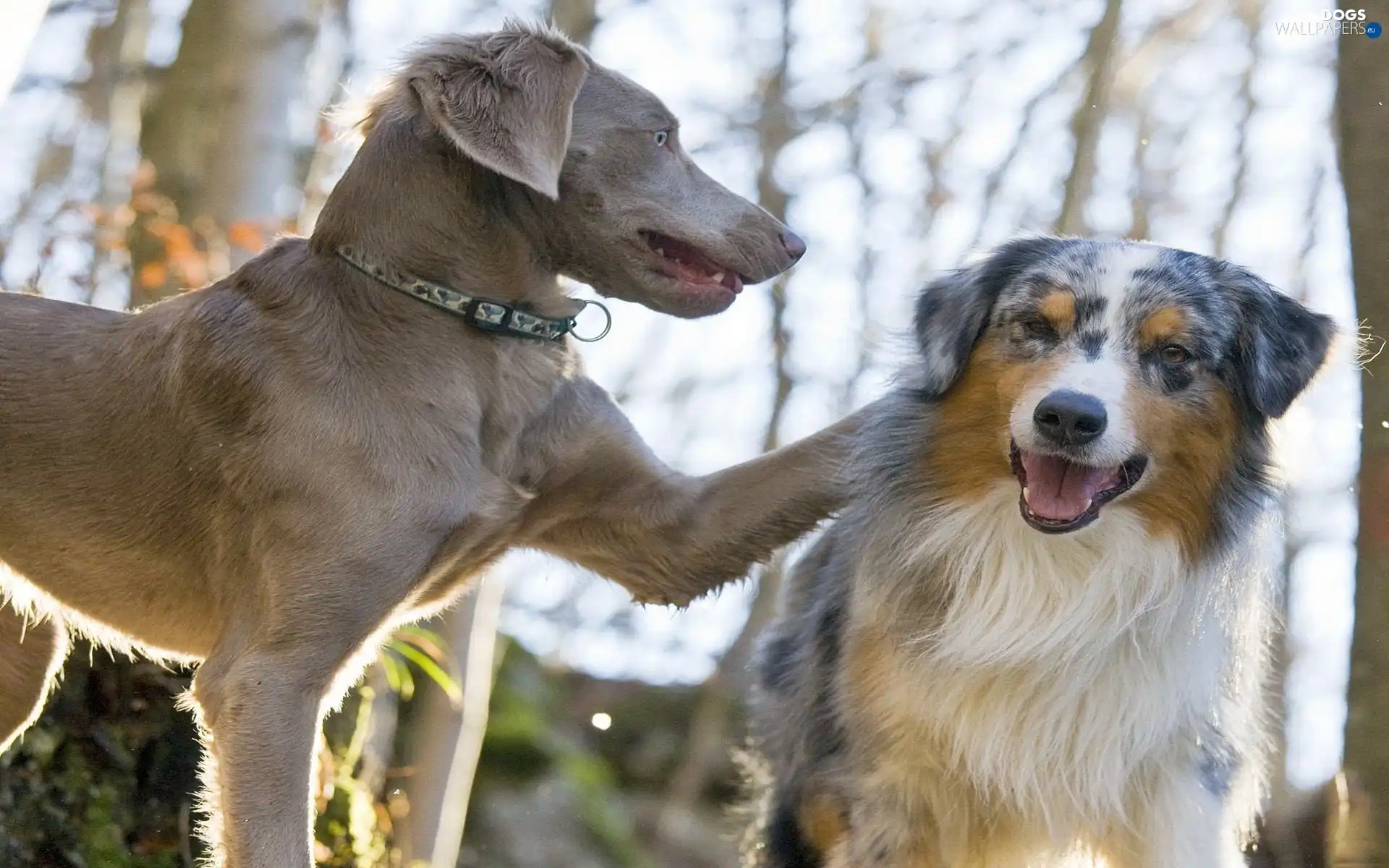 Our friends, Dogs, Two cars