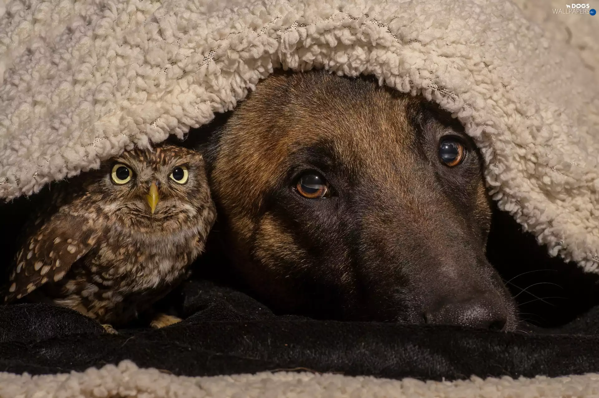 coverlet, German Shepherd, owl