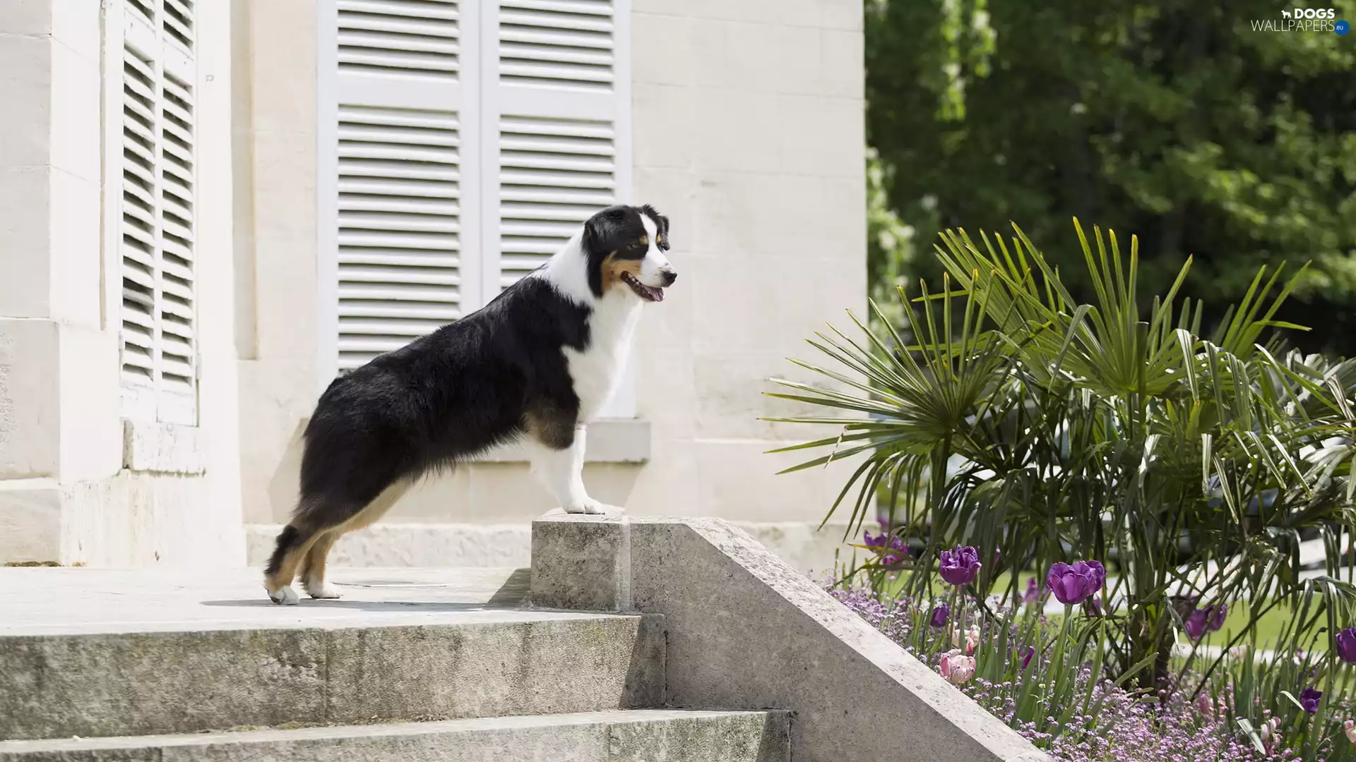 house, dog, Tulips, Palm, Stairs, Australian Shepherd