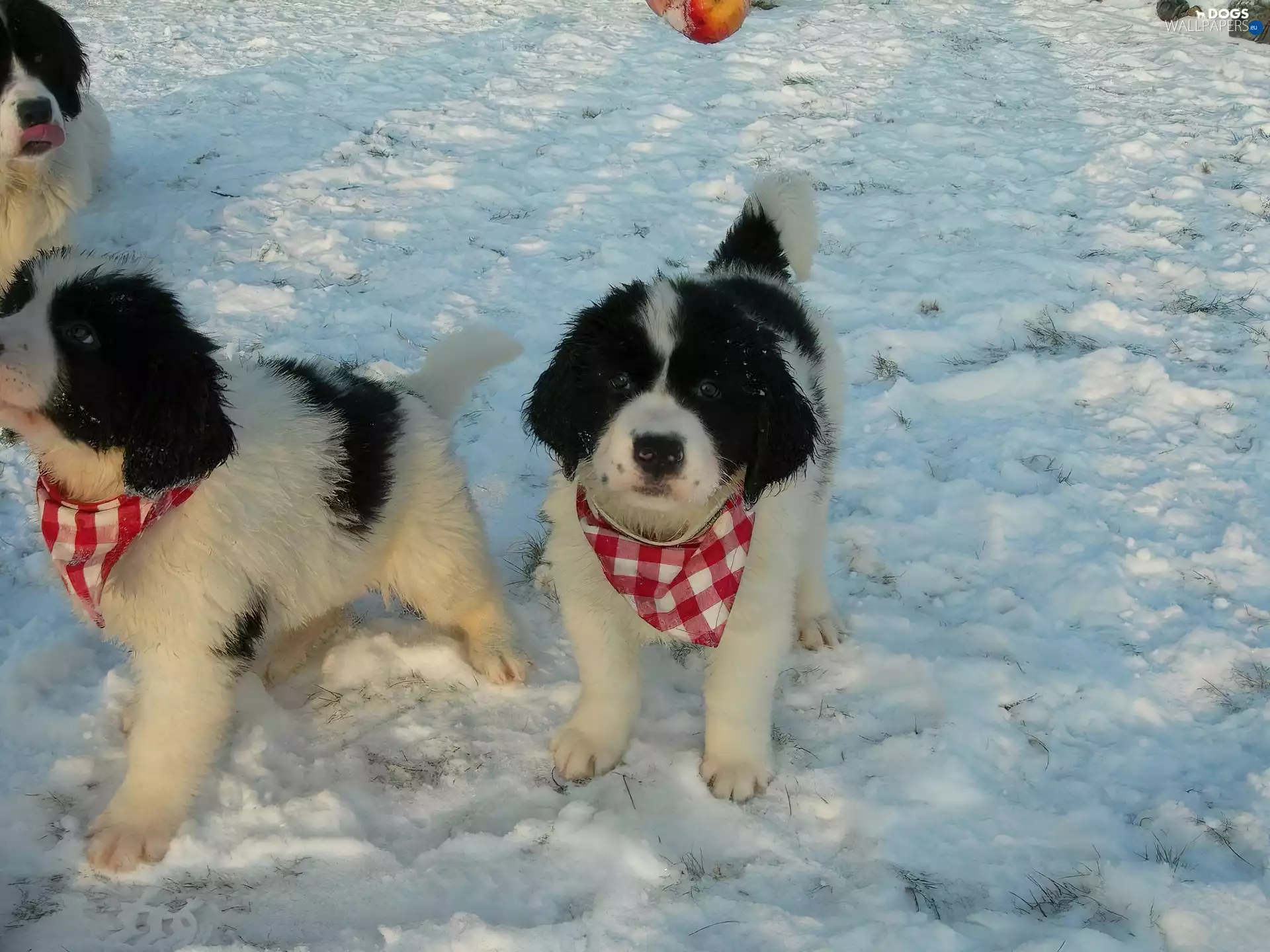 Pane, Landseer, handkerchief