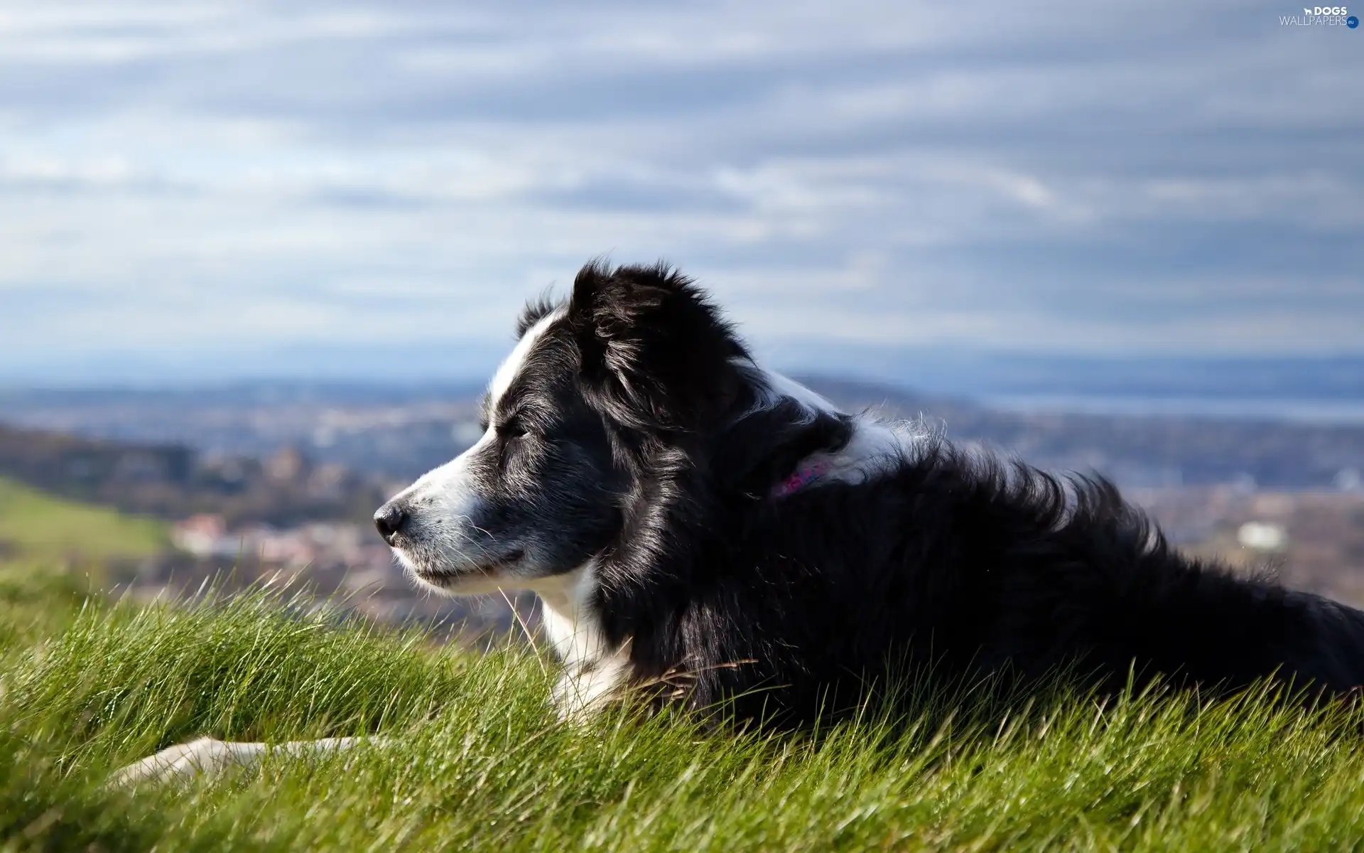 panorama, Meadow, dog, Border Collie, pastoral