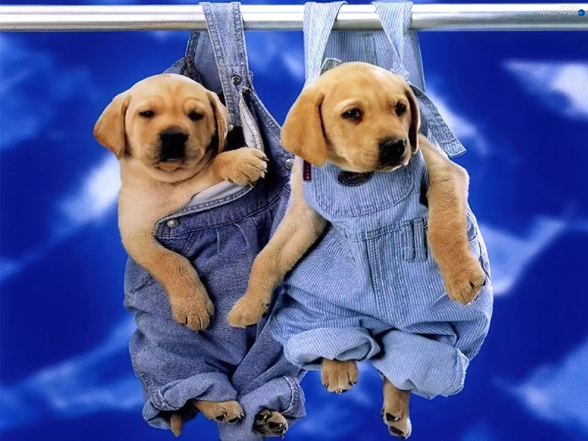 pants, puppies, ##