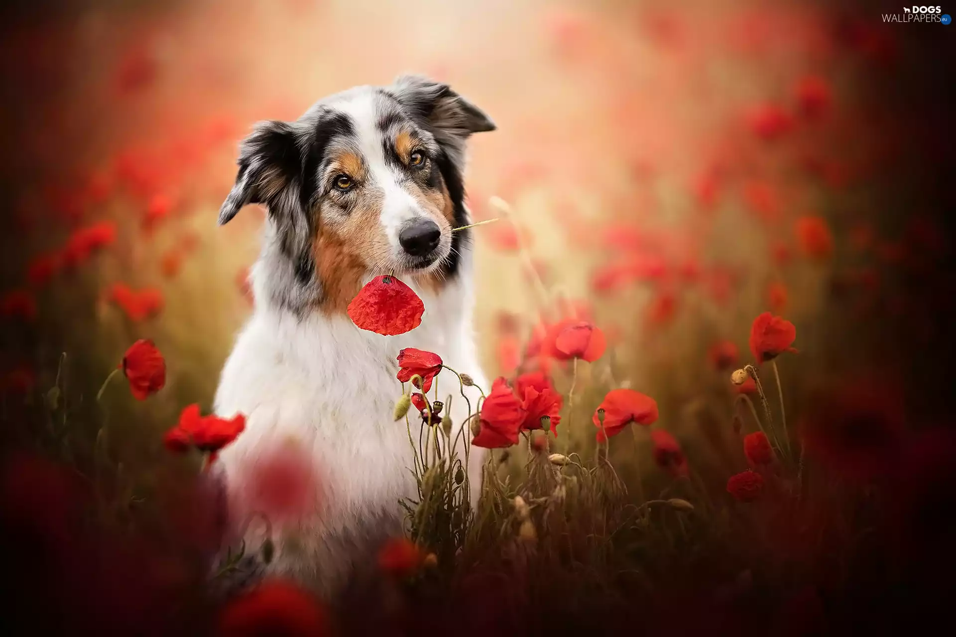 dog, papavers, Meadow, Australian Shepherd