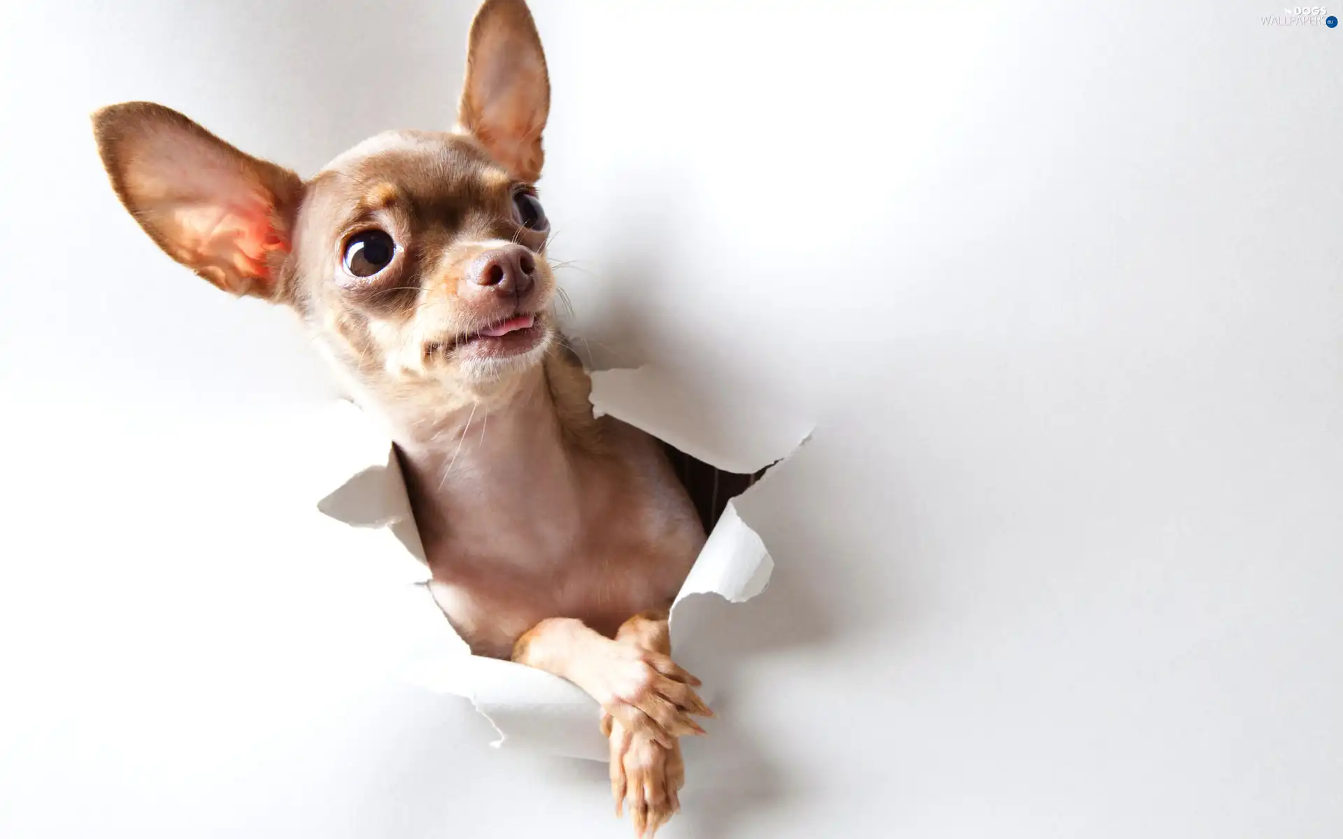 card, paper, dog