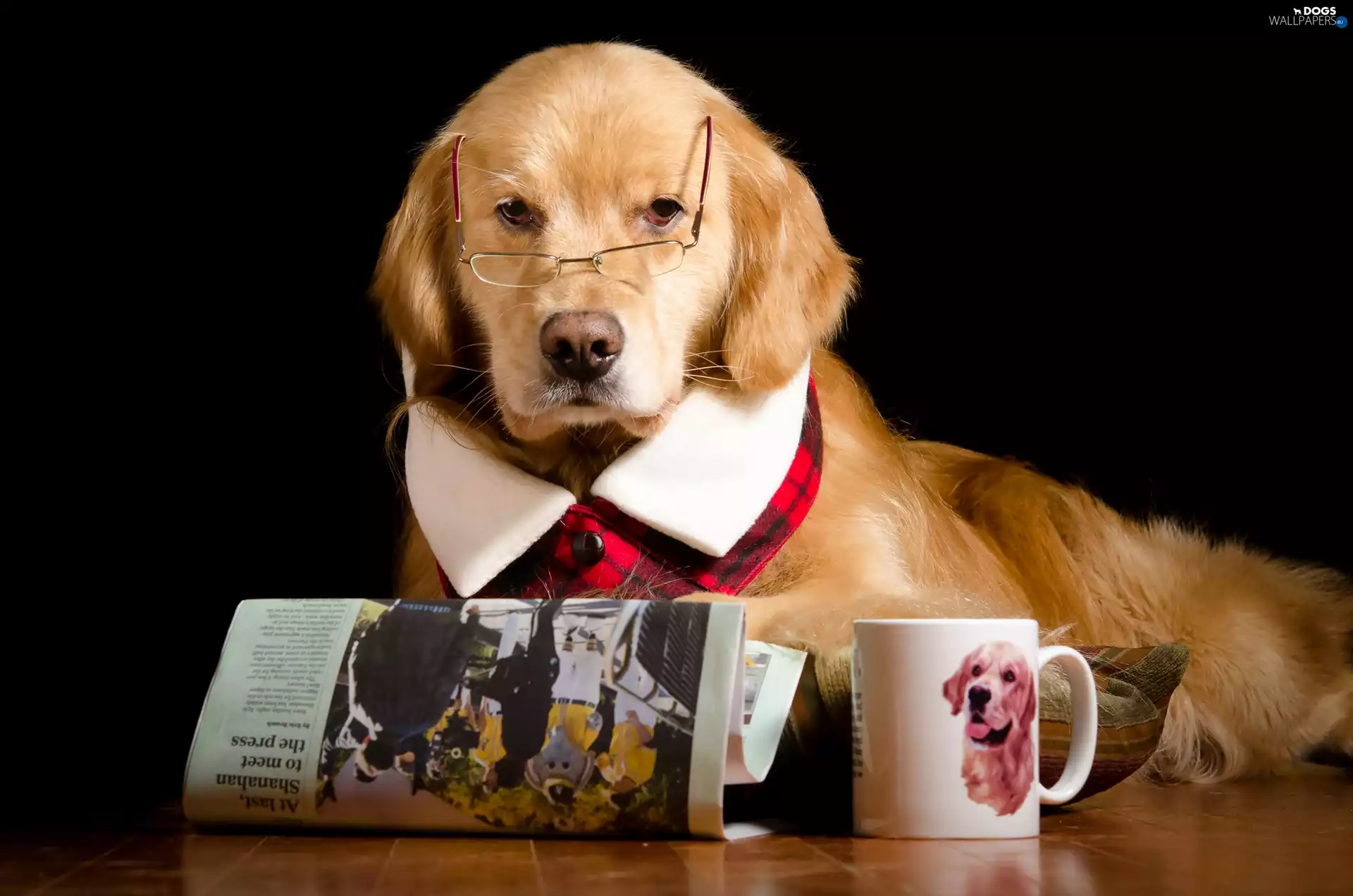Cup, Funny, Glasses, Paper, Golden Retriever