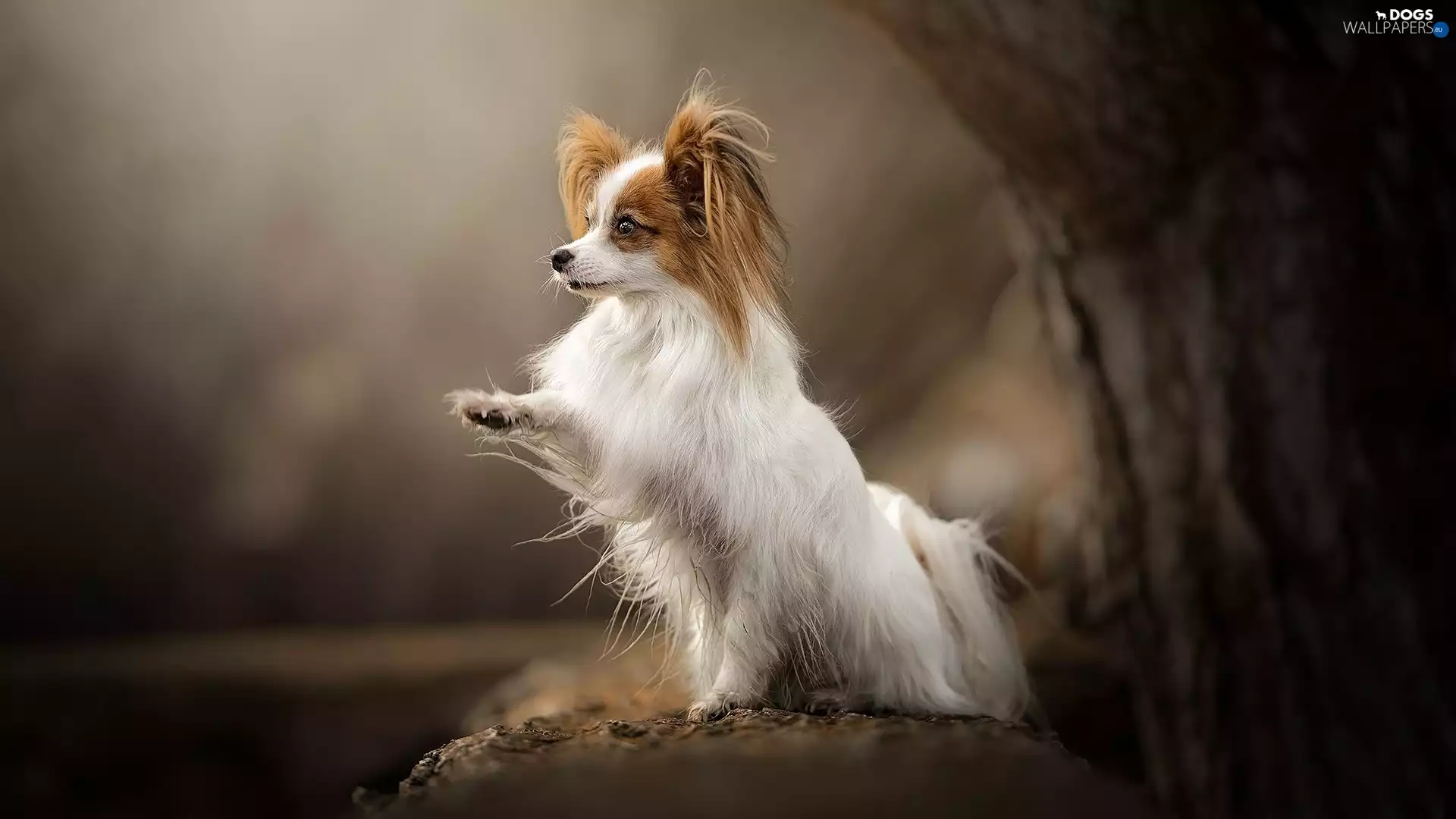 Papillon, Continental Toy Spaniel, fuzzy, Miniature, dog, trees, background