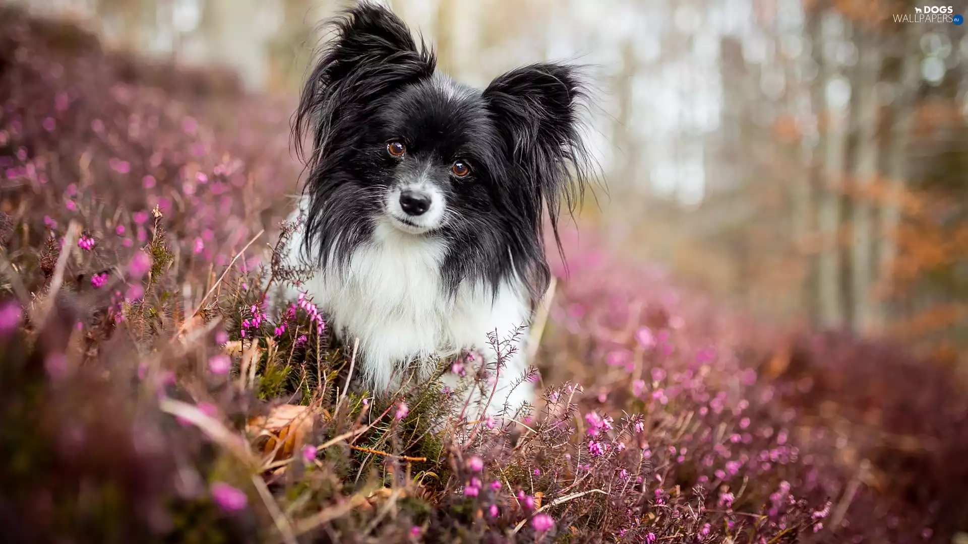 dog, muzzle, heathers, Miniature Continental Toy Spaniel Papillon