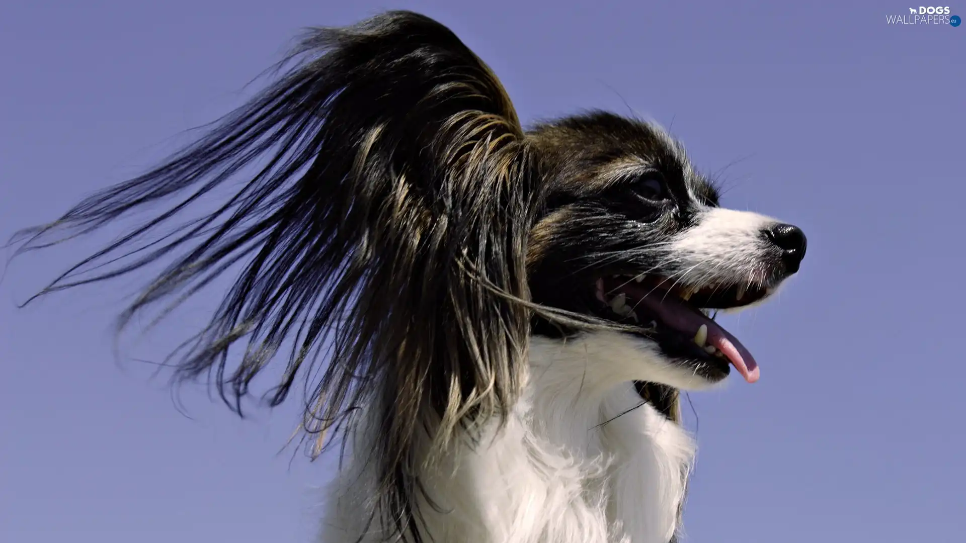 Papillon, Miniature, doggy, Continental Toy Spaniel