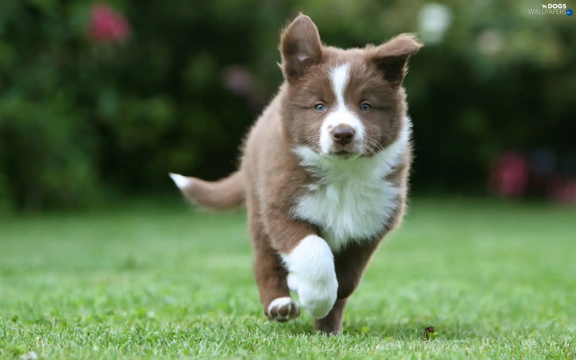 Collie, Park, Border