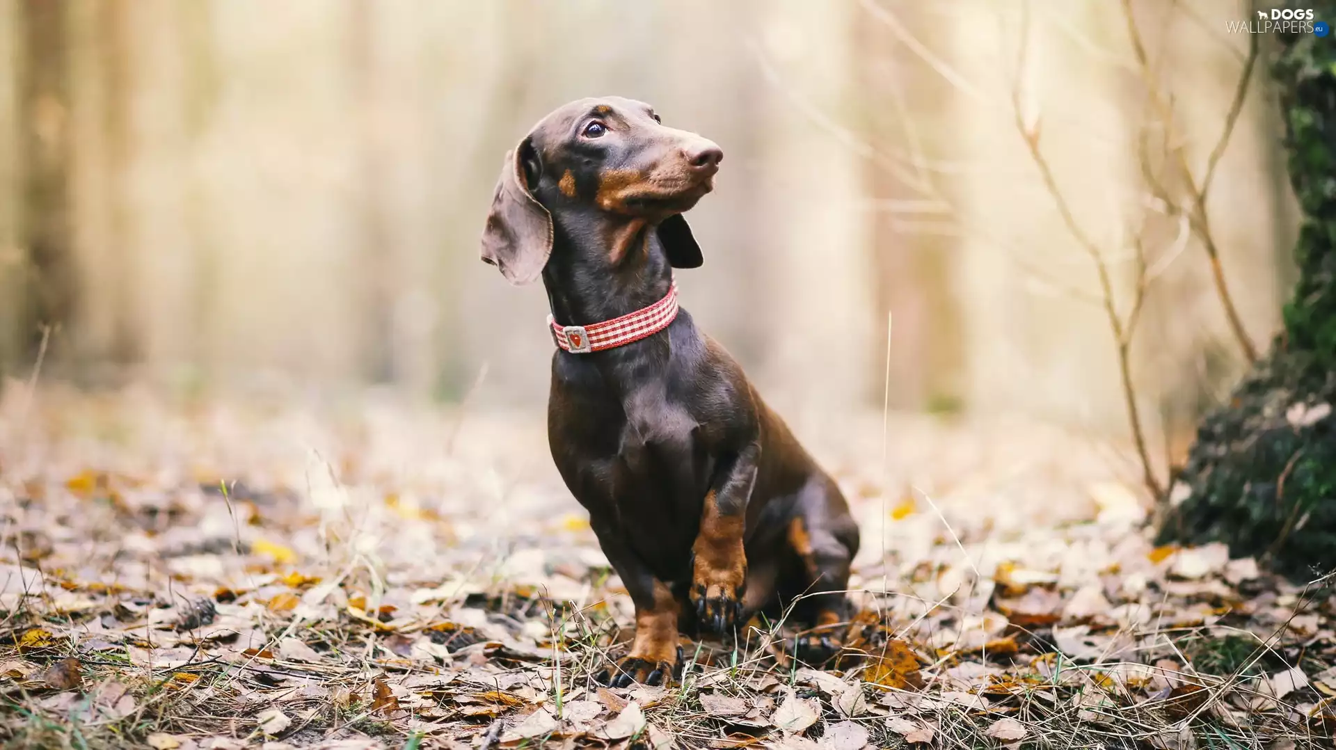 Leaf, Dachshund Shorthair, Park