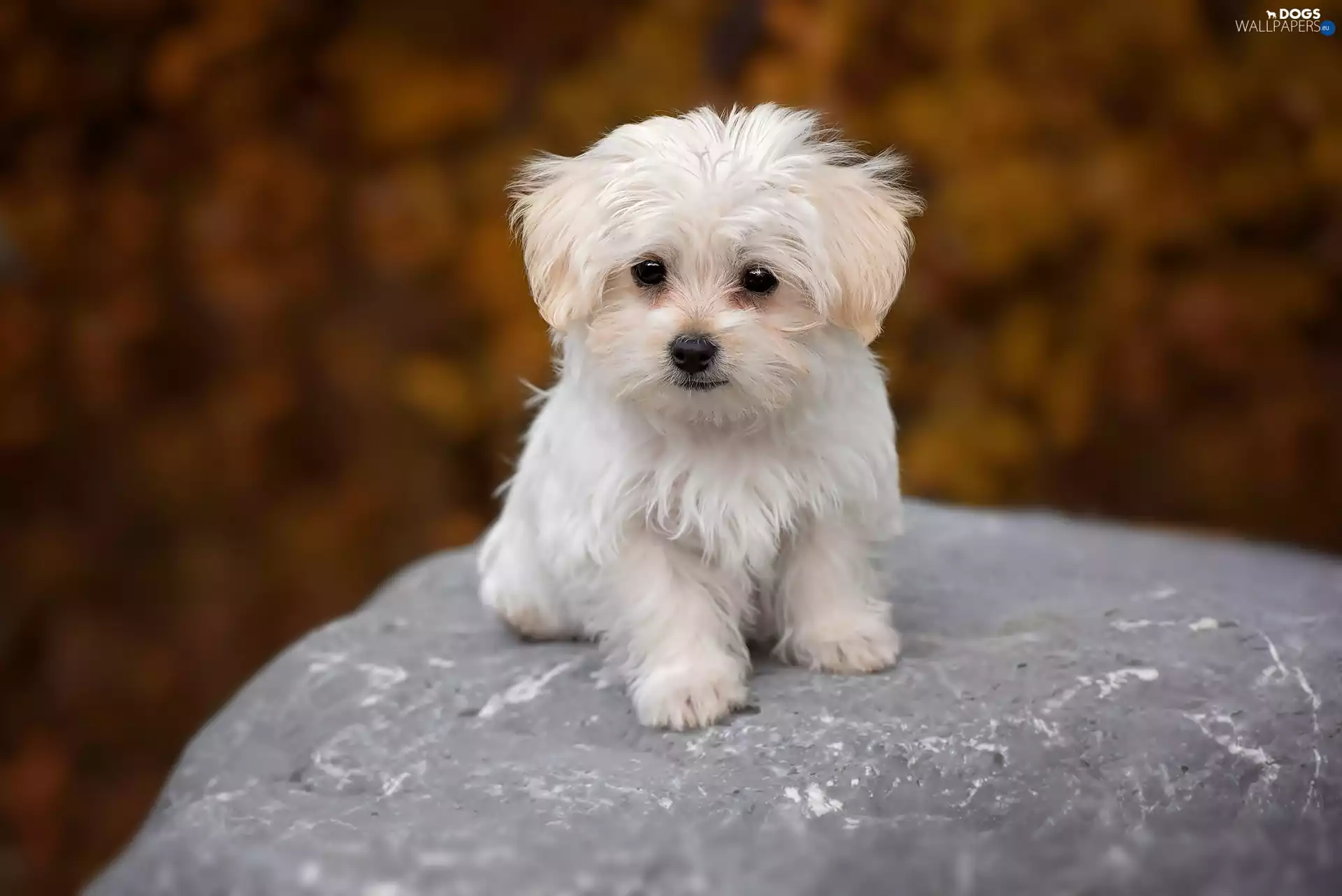 Stone, Park, puppie, Maltese, small
