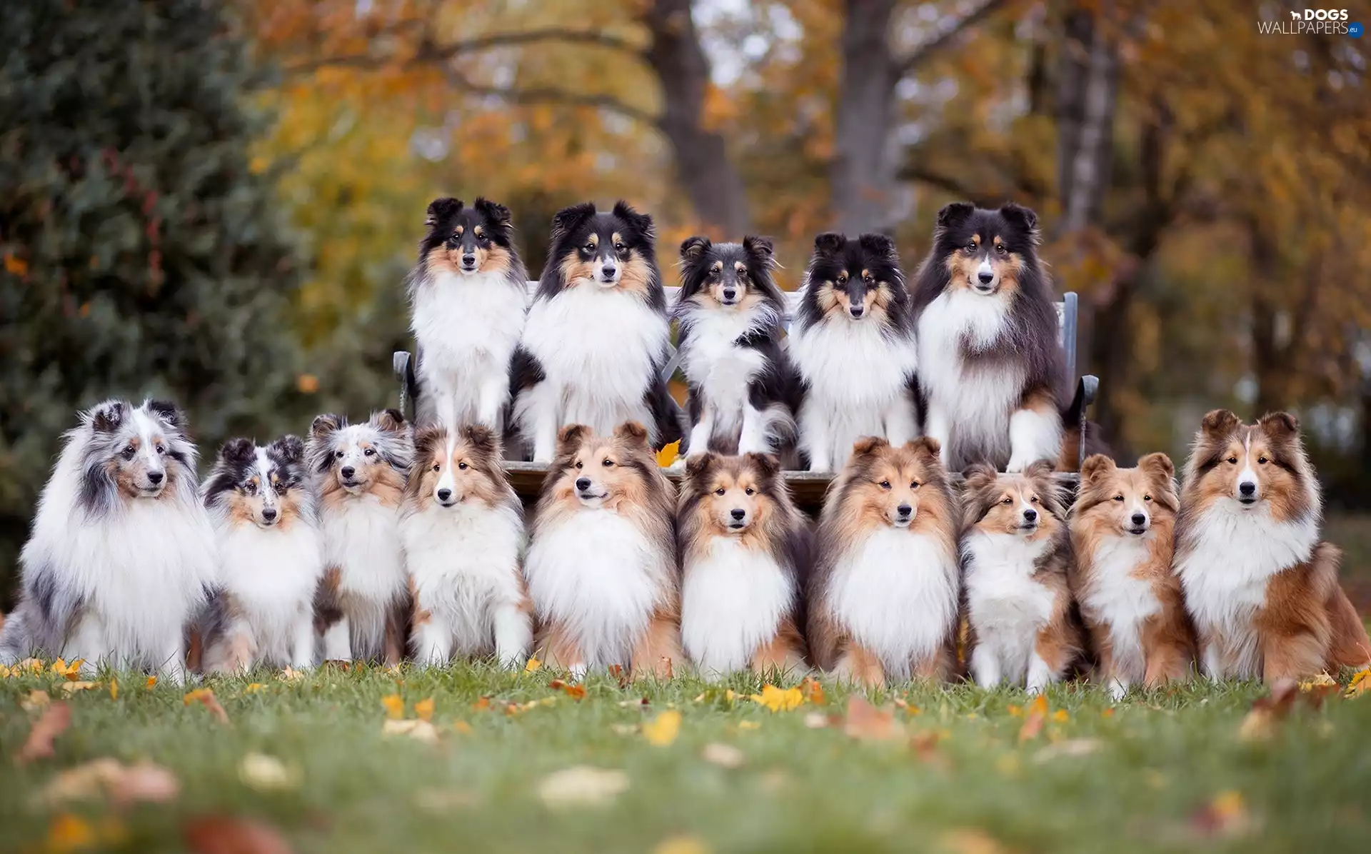 Park, Shetland Sheepdogs
