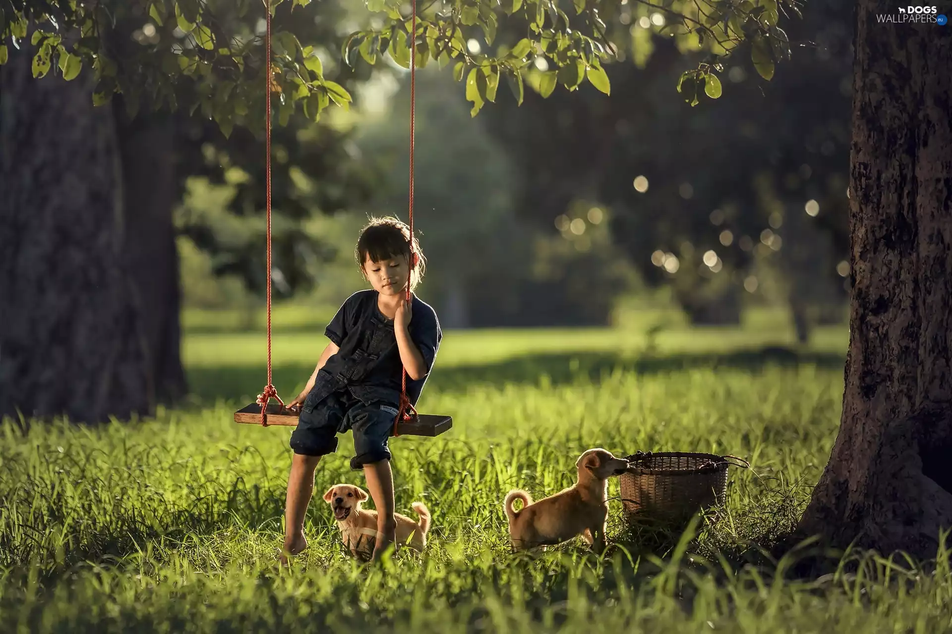 basket, Park, Swing, Puppies, girl