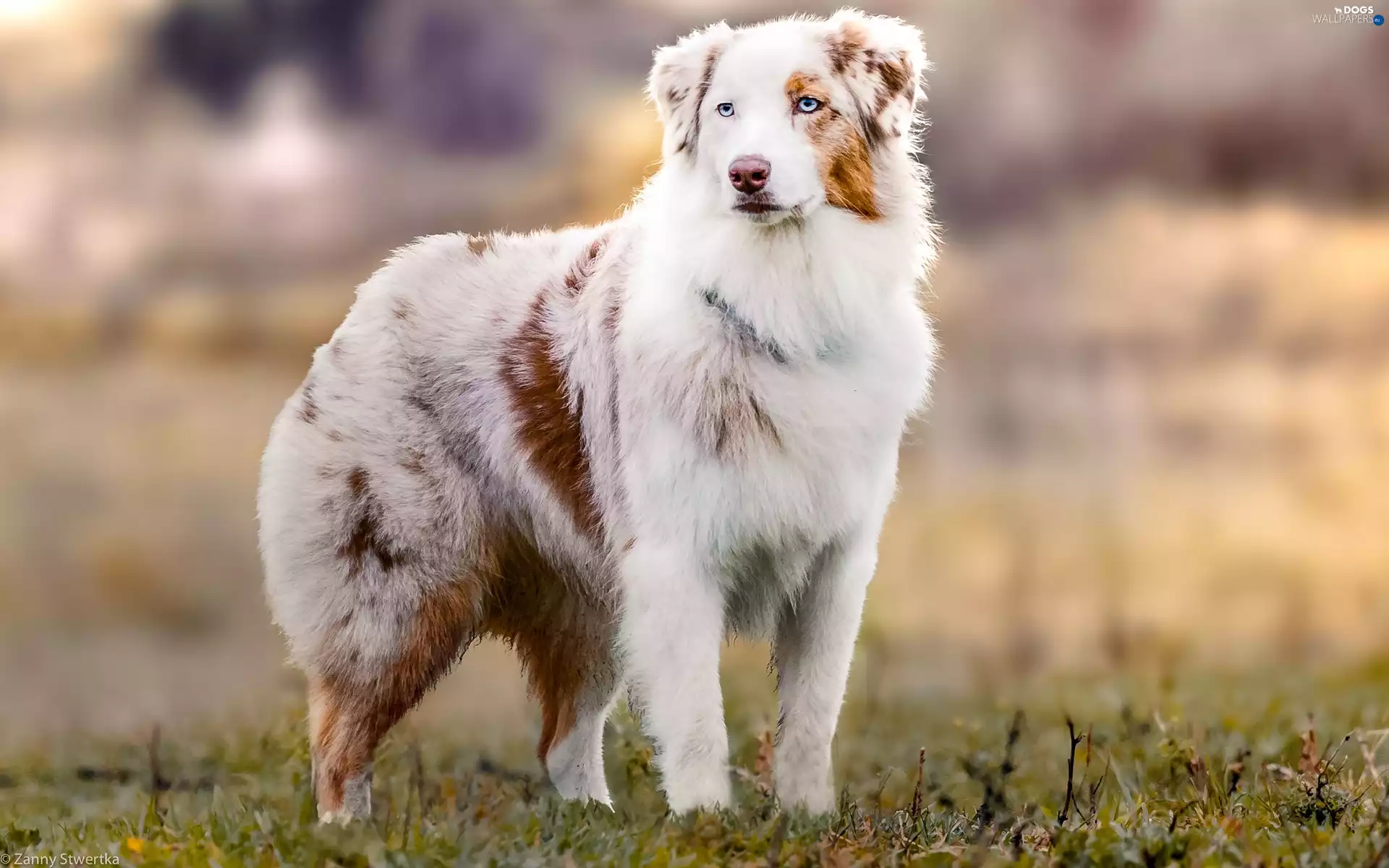 Australian Shepherd, dog, pastoral