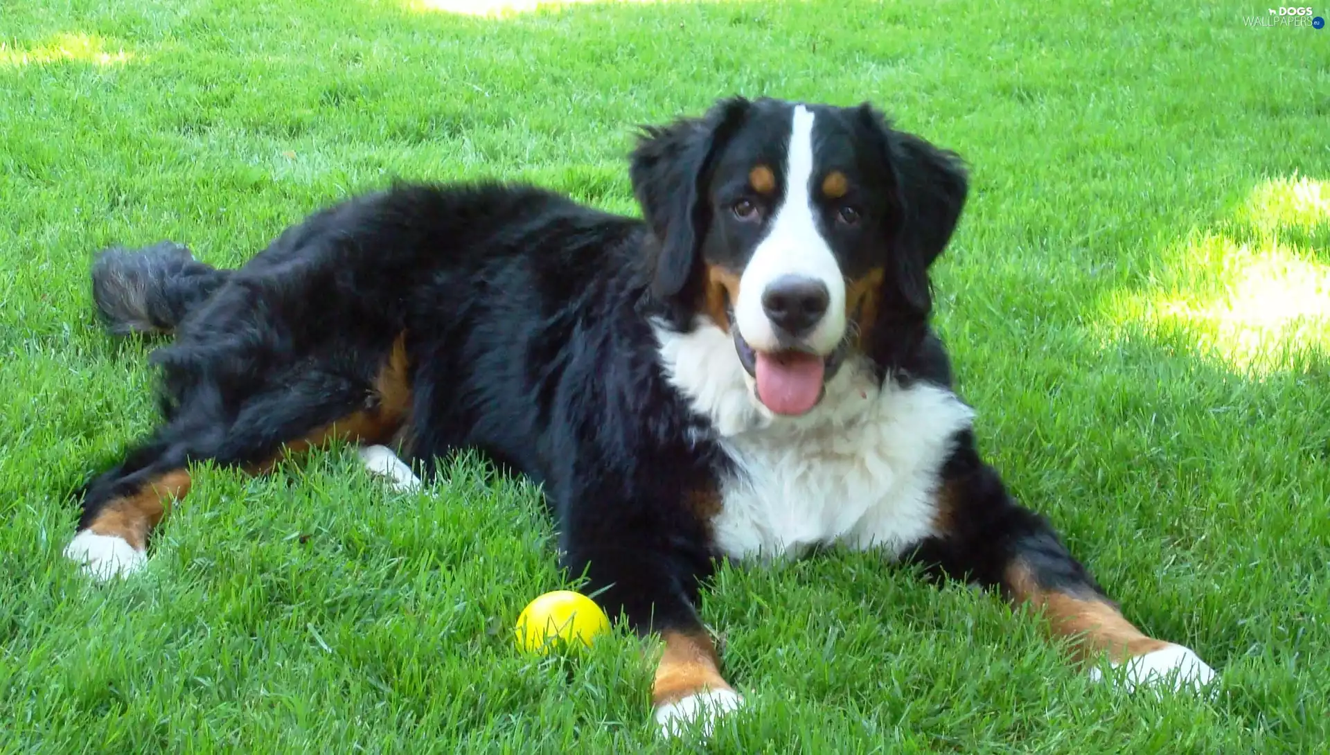 the ball, grass, pastoral, Tounge, Bernese