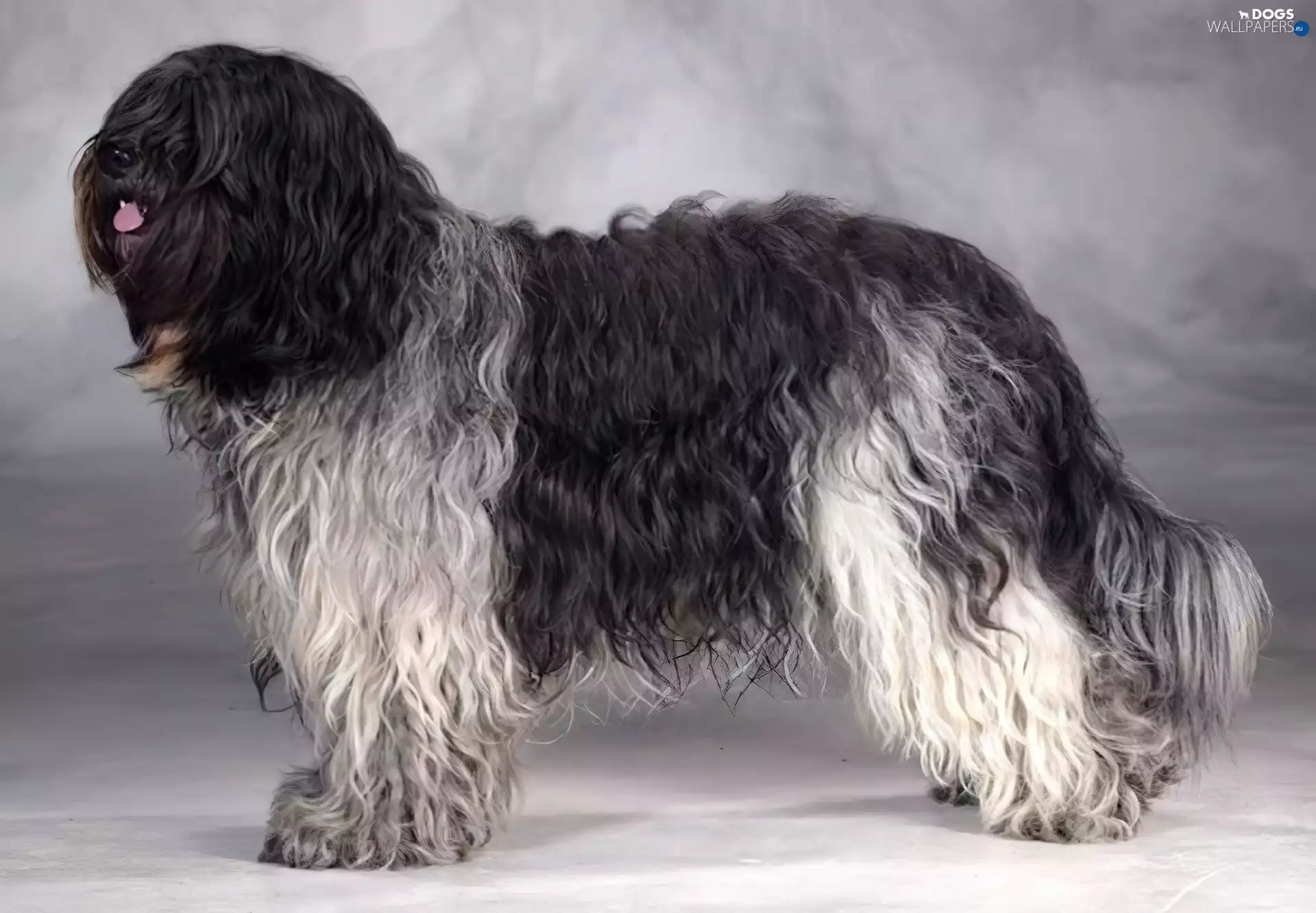 pastoral, Schapendoes