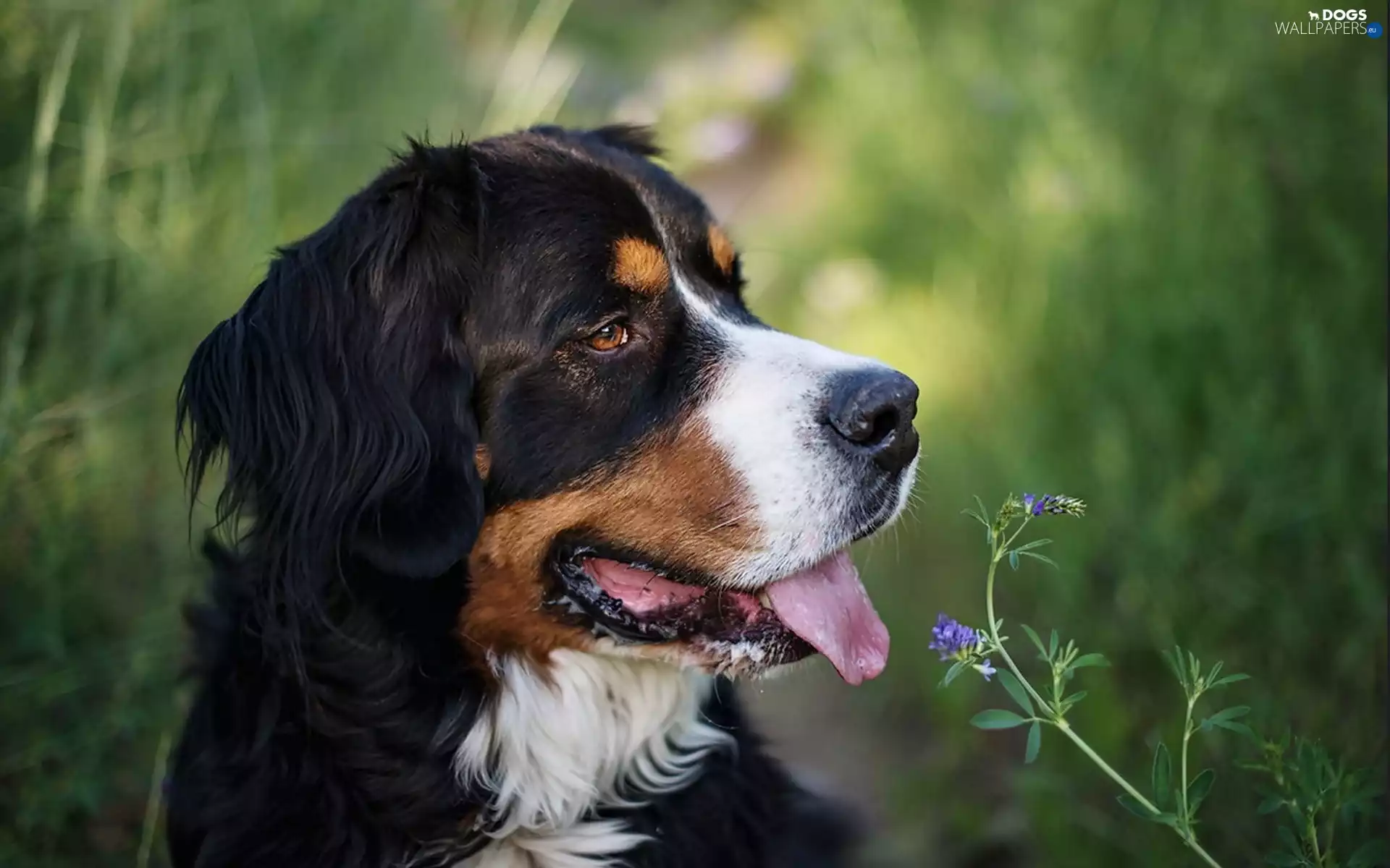 dog, pastoral, Tounge, Bernese, dog