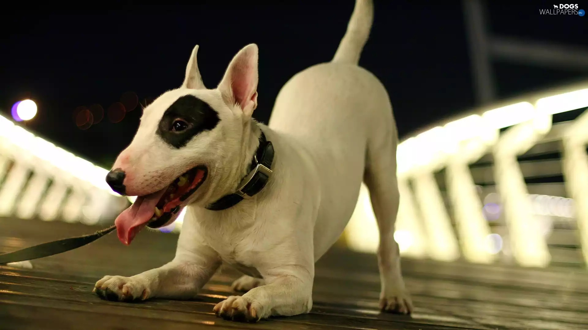 dog-collar, play, patch, Tounge, Bulterier