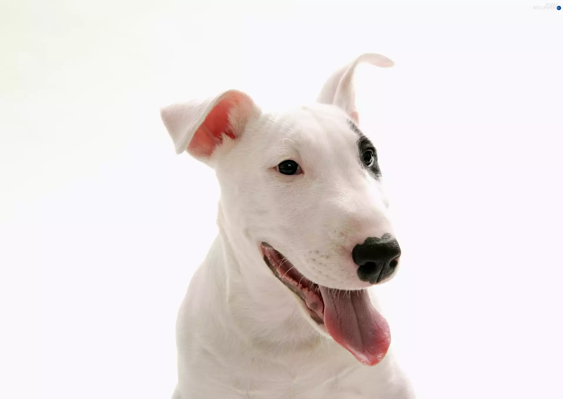 Tounge, patch, Bulterier, Head, White