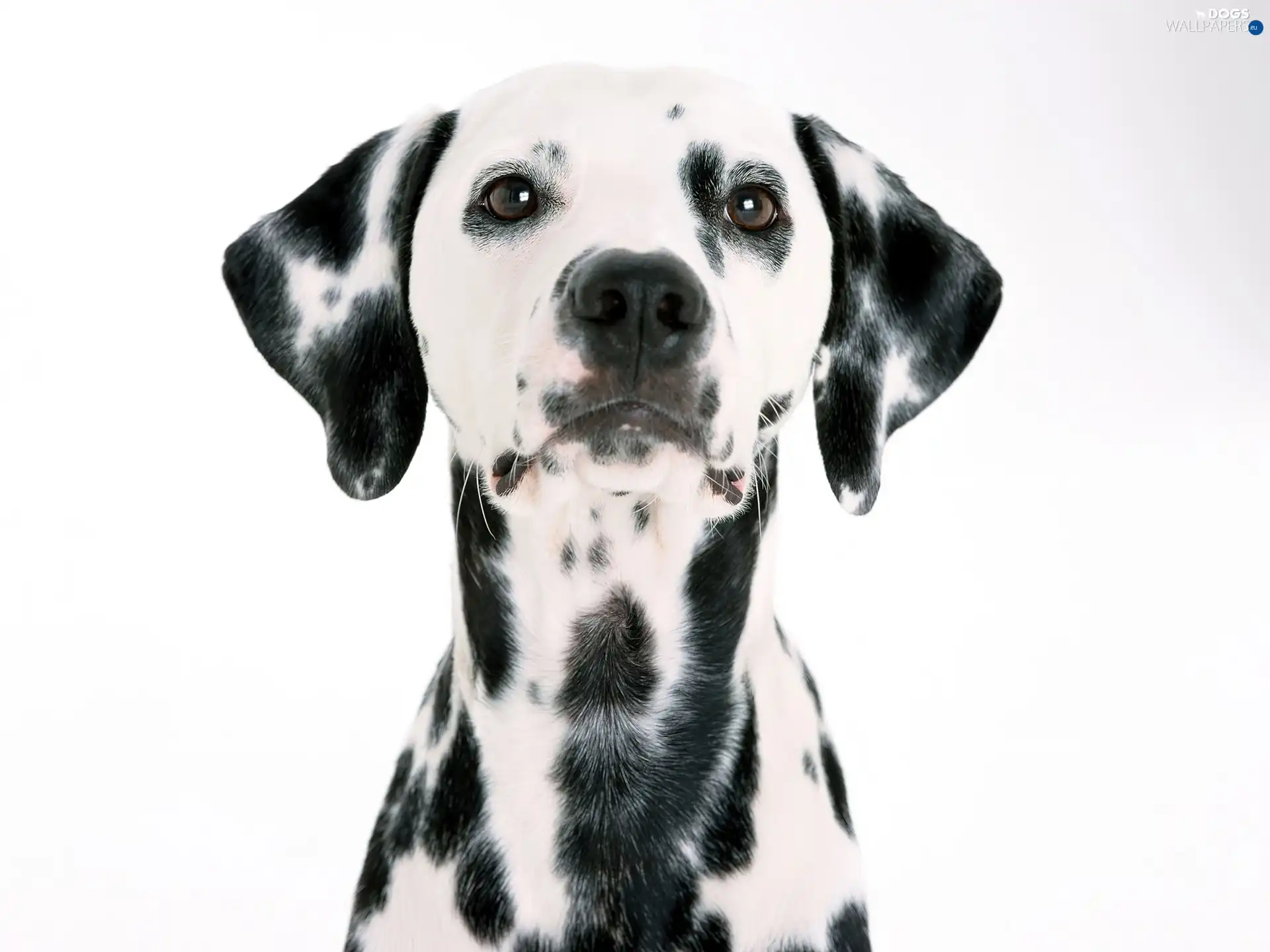 dark, Patches, Dalmatian
