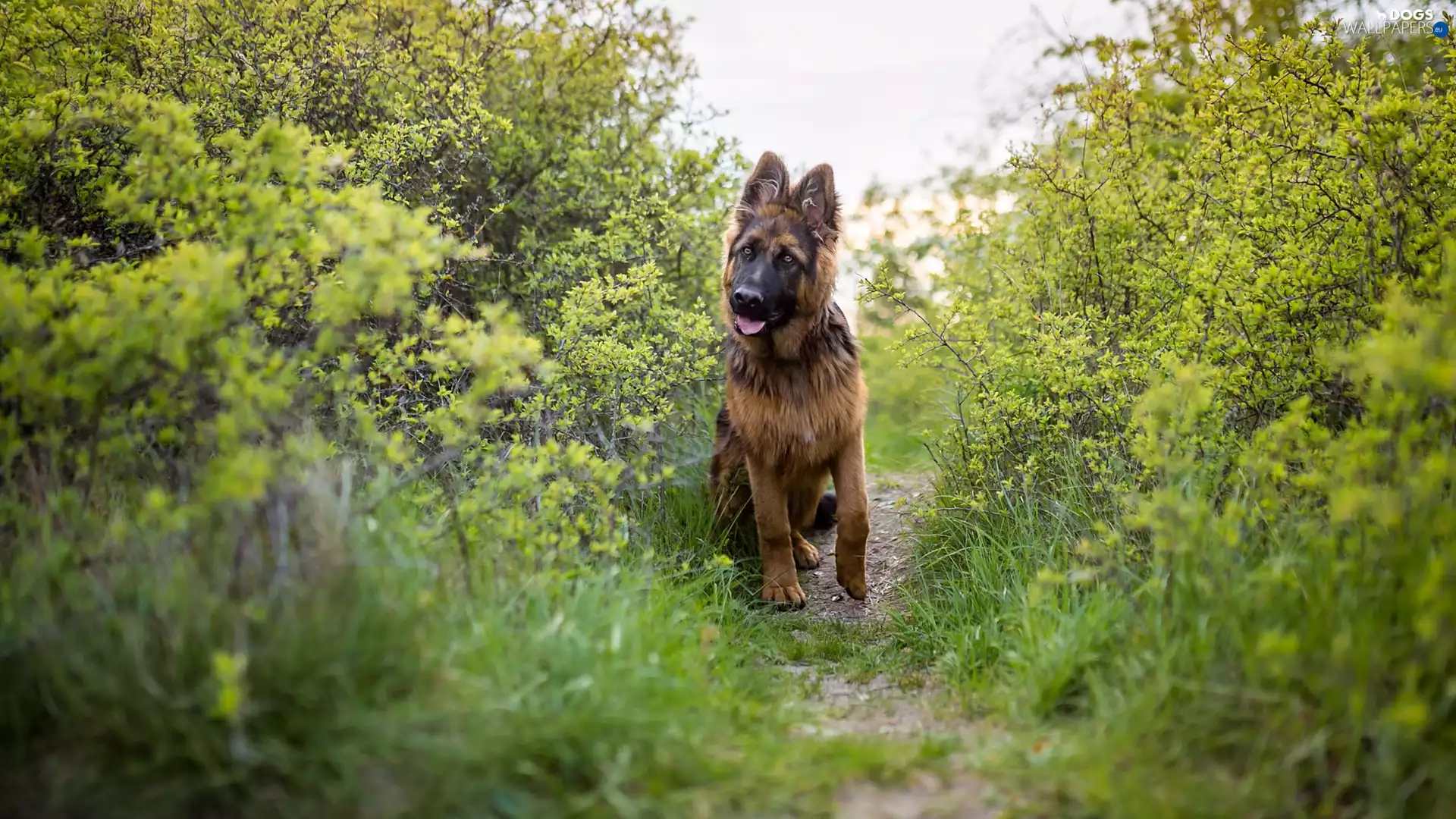 dog, Path, Bush, German Shepherd