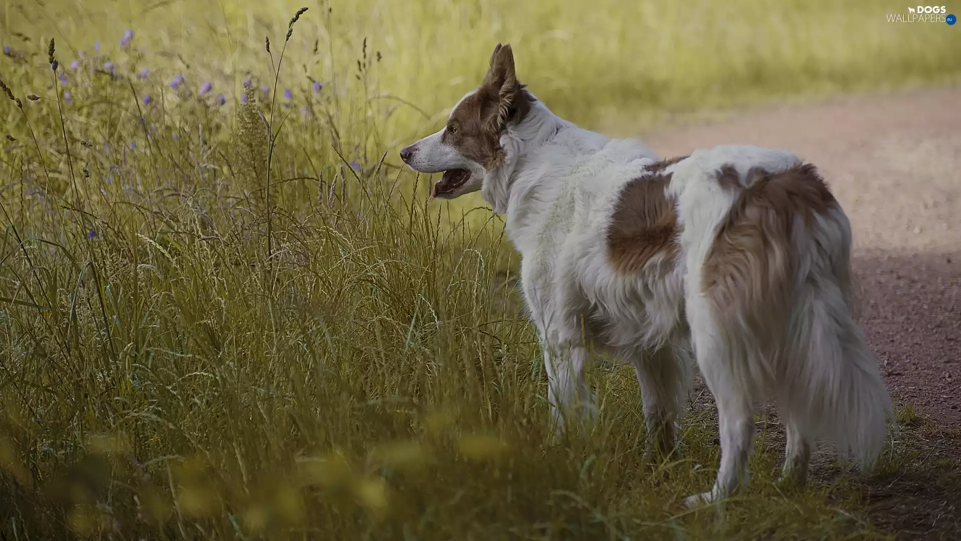 Meadow, dog, Flowers, Path, grass, Border Collie