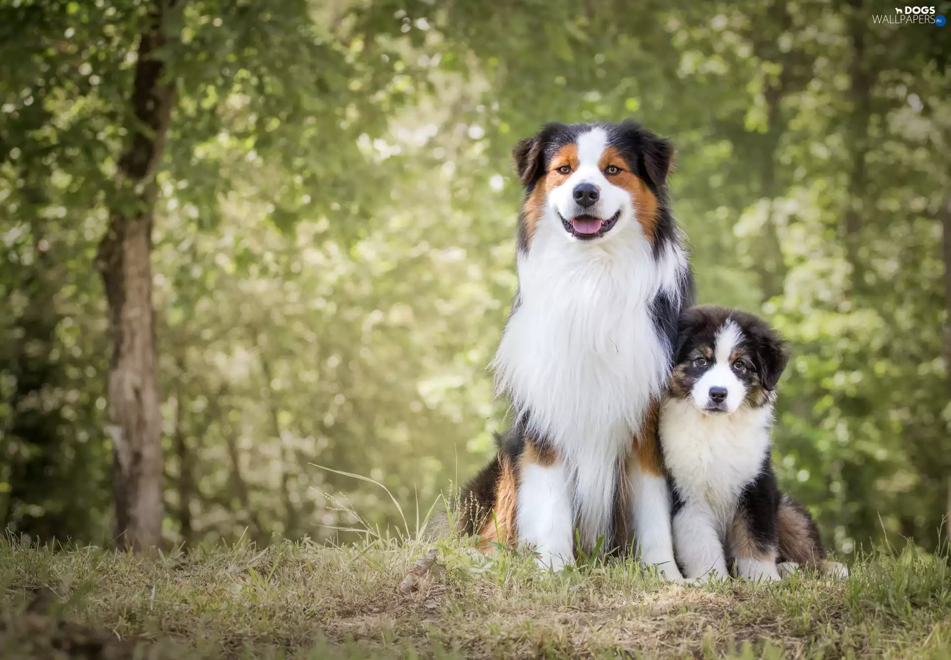 Path, Dogs, forest