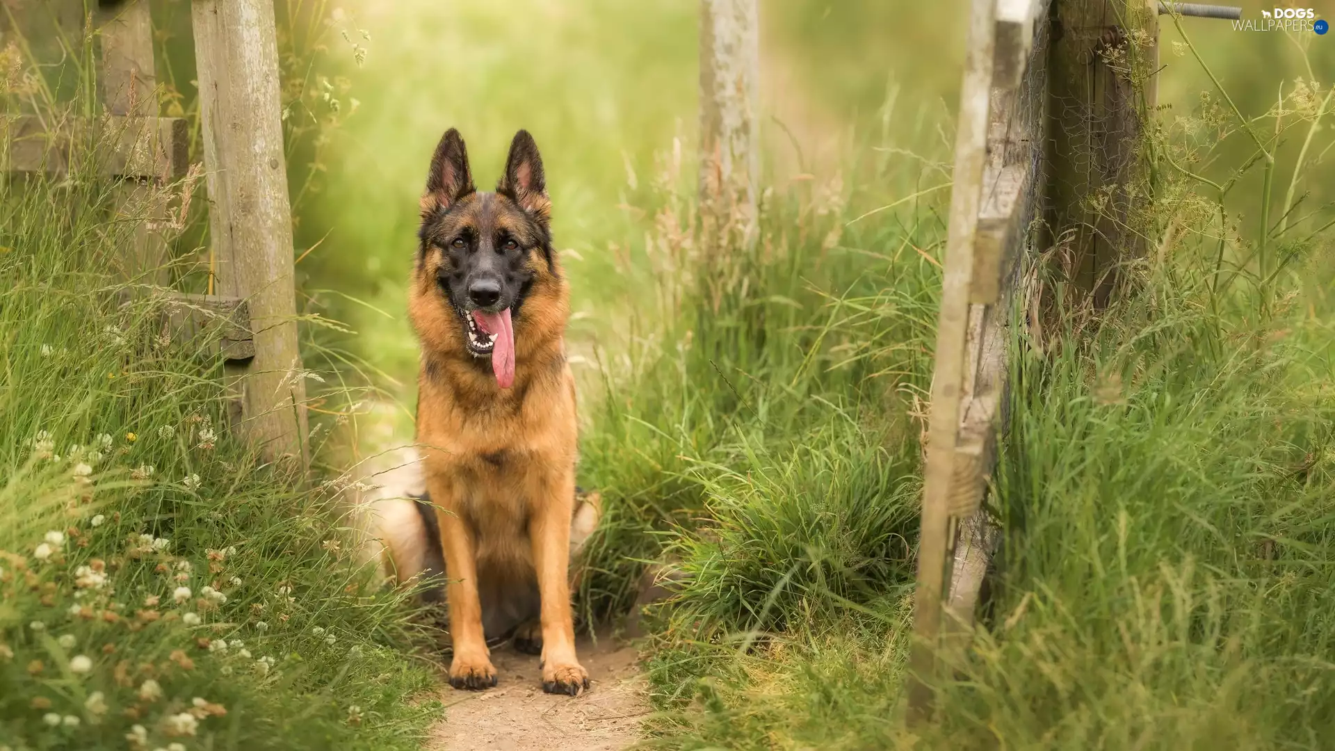 dog, Path, grass, German Shepherd
