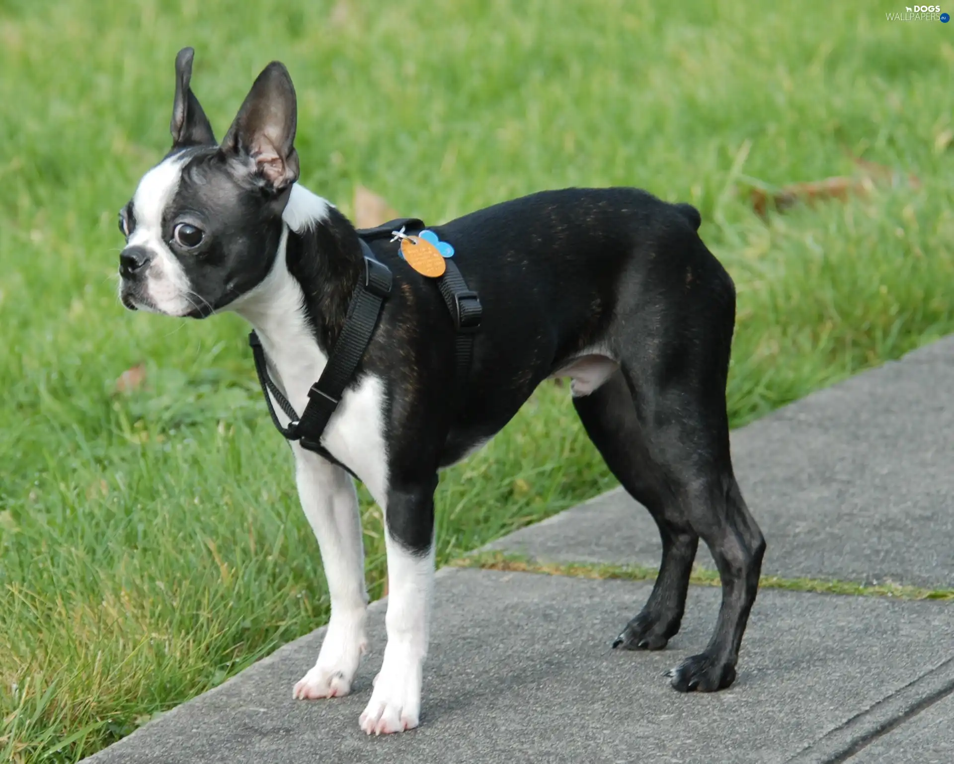 Pavement, grass, Boston Terrier