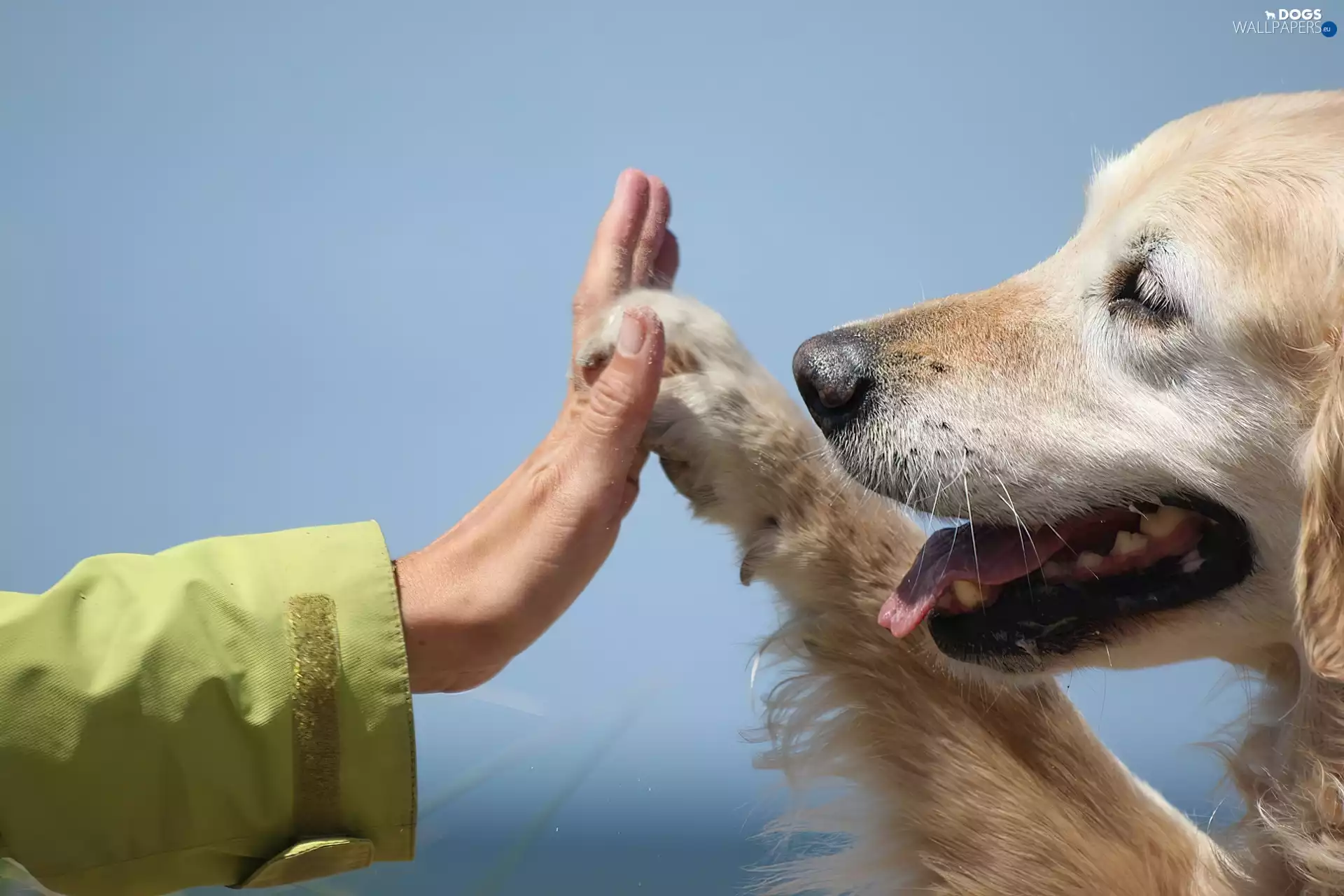 doggy, paw, hand, Golden Retriever