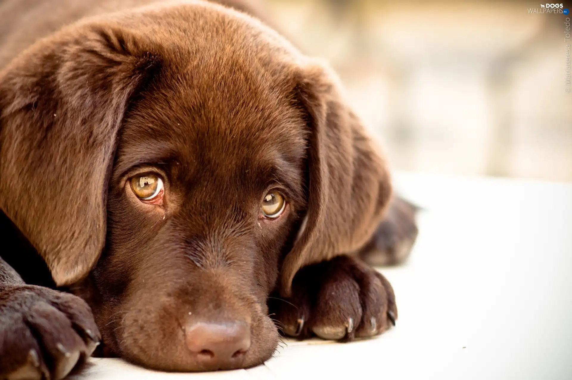 paws, muzzle, dog, Puppy