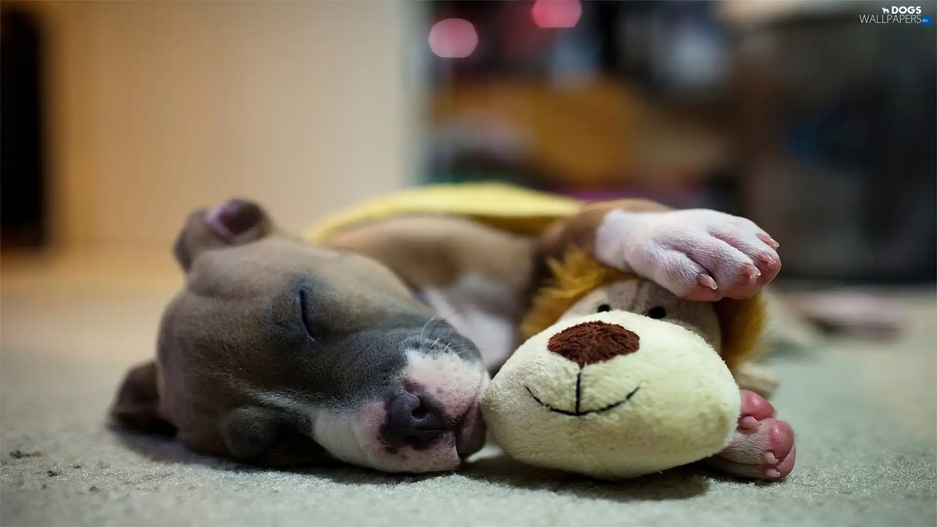 paws, plush toy, doggy