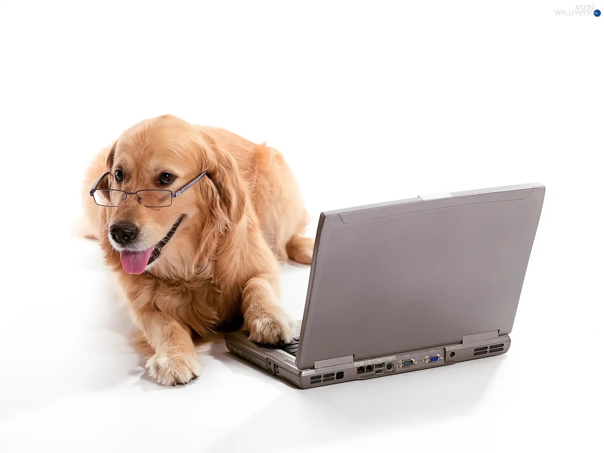 PC, doggy