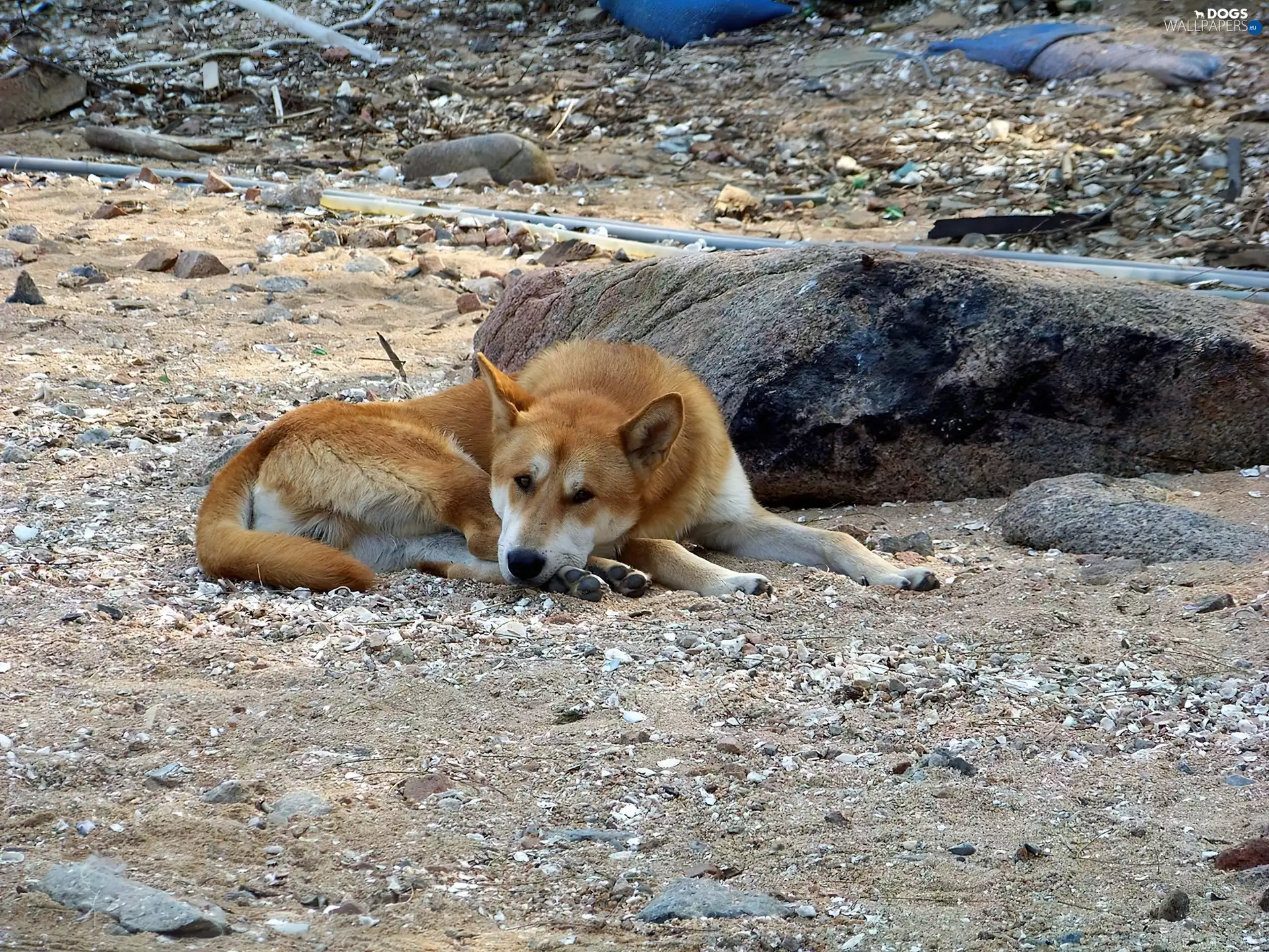 pebbles, doggy, Jindo