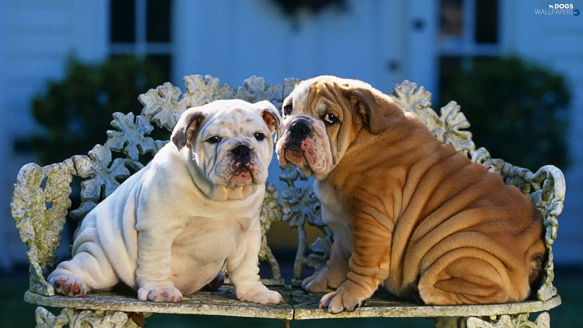 Dogs, Bulldogs, Two cars