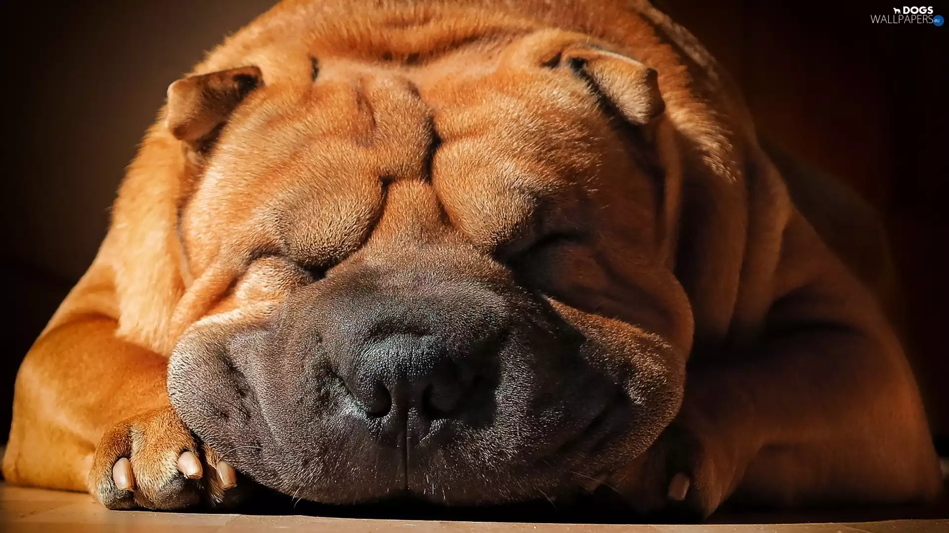 Chinese, race, Shar Pei, dream, dog