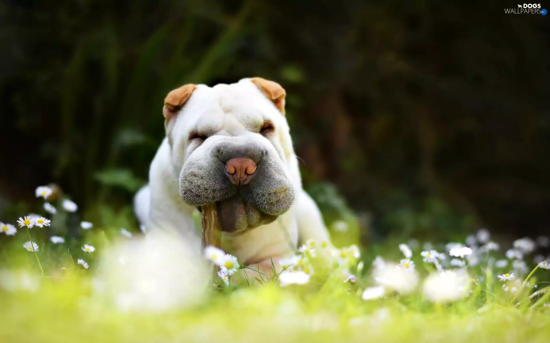 Flowers, daisies, Shar Pei, White, dog