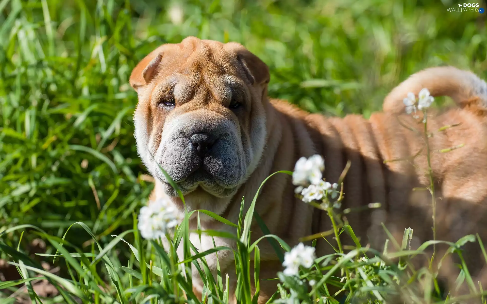 grass, Flowers, Shar Pei, Meadow, dog
