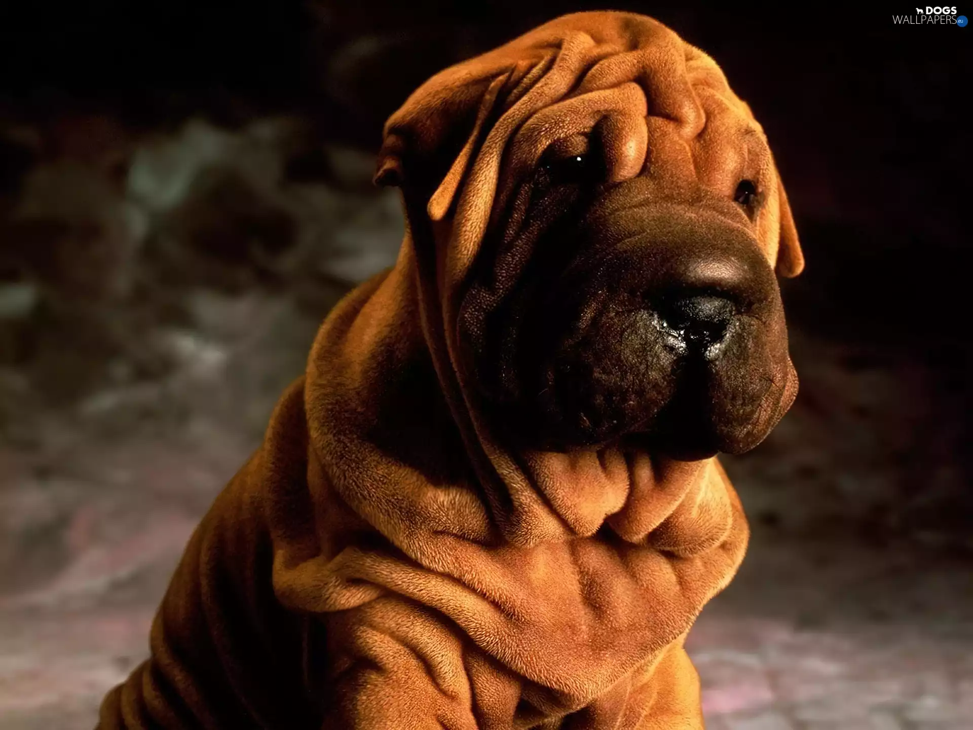 luscious brown, Shar Pei