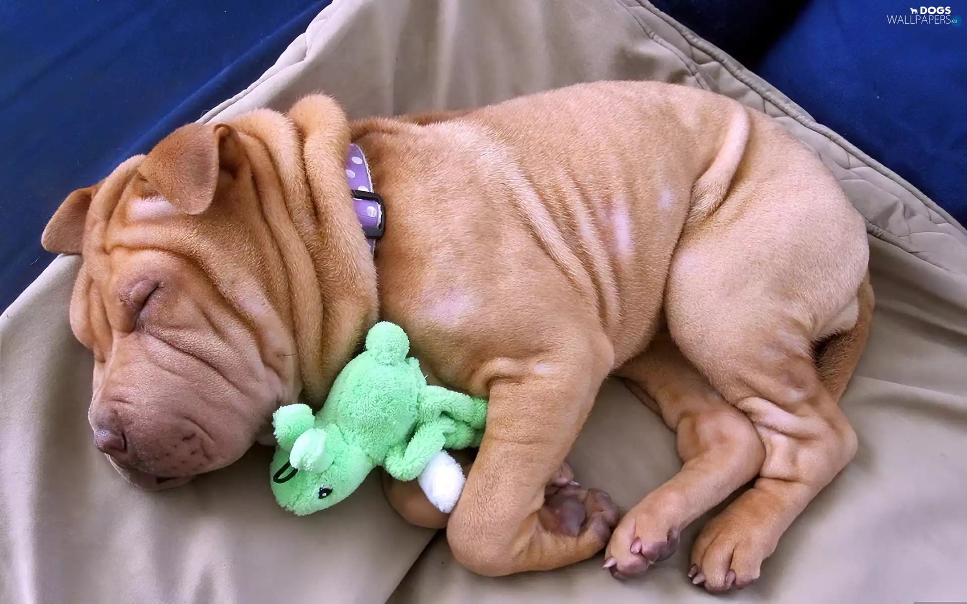 mascot, puppie, Shar Pei