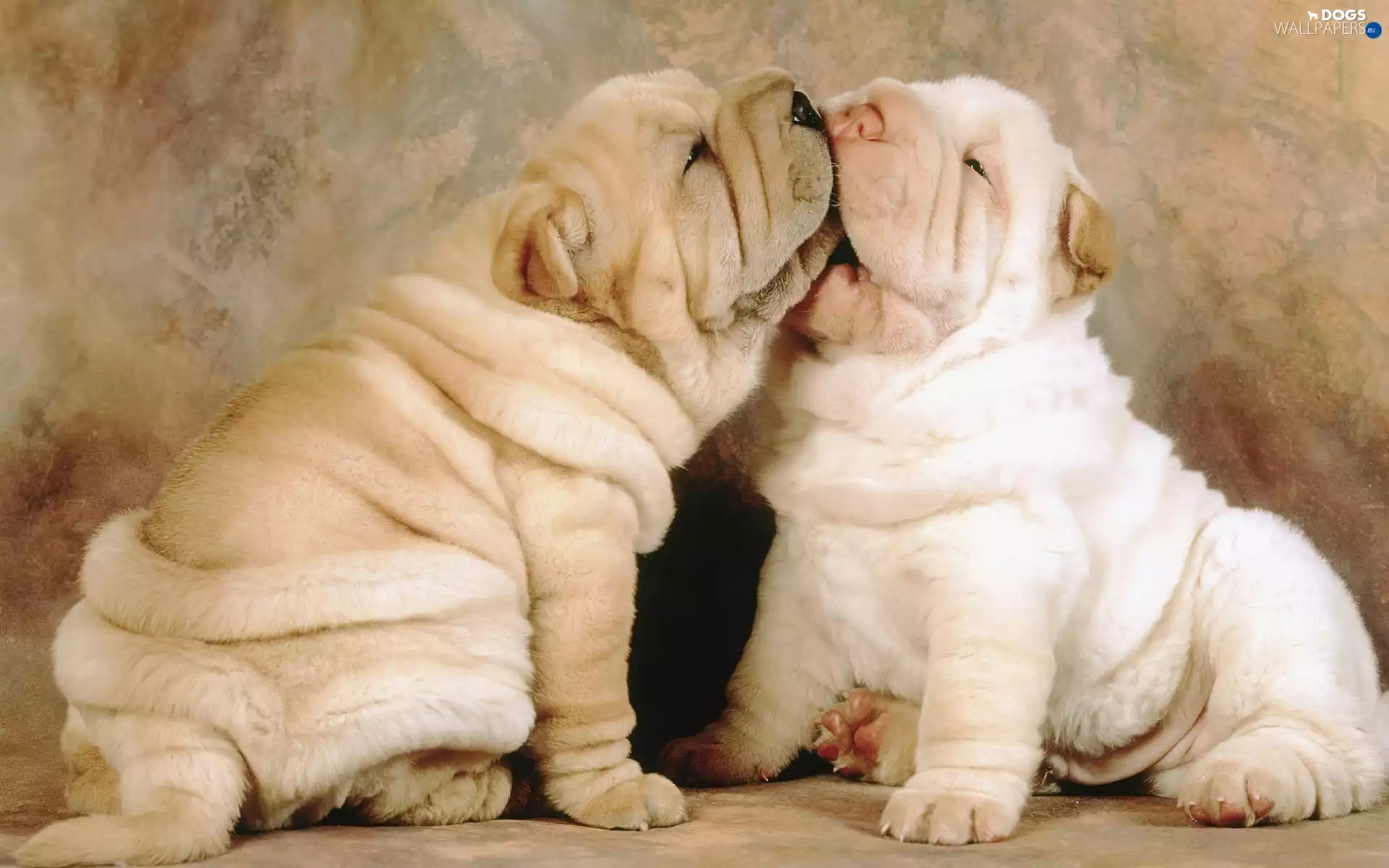 play, puppies, Shar Pei
