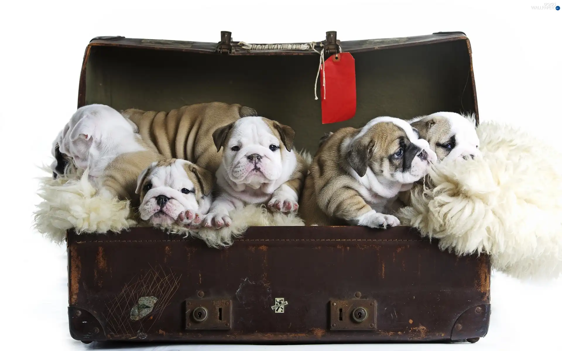 English Bulldog, puppies